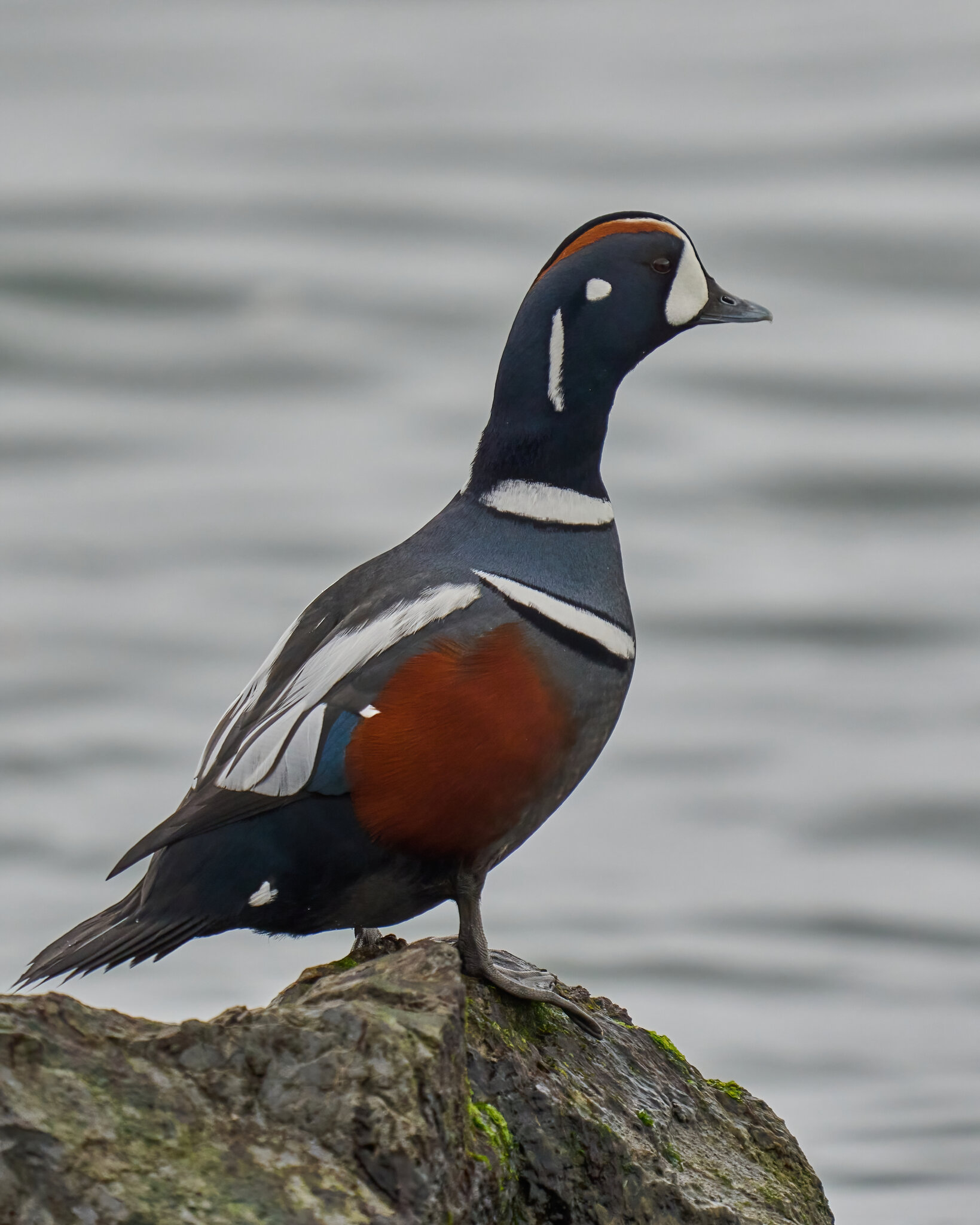 Harlequin Duck - Barnegat Lighthouse - 01062023 - 08-DN.jpg