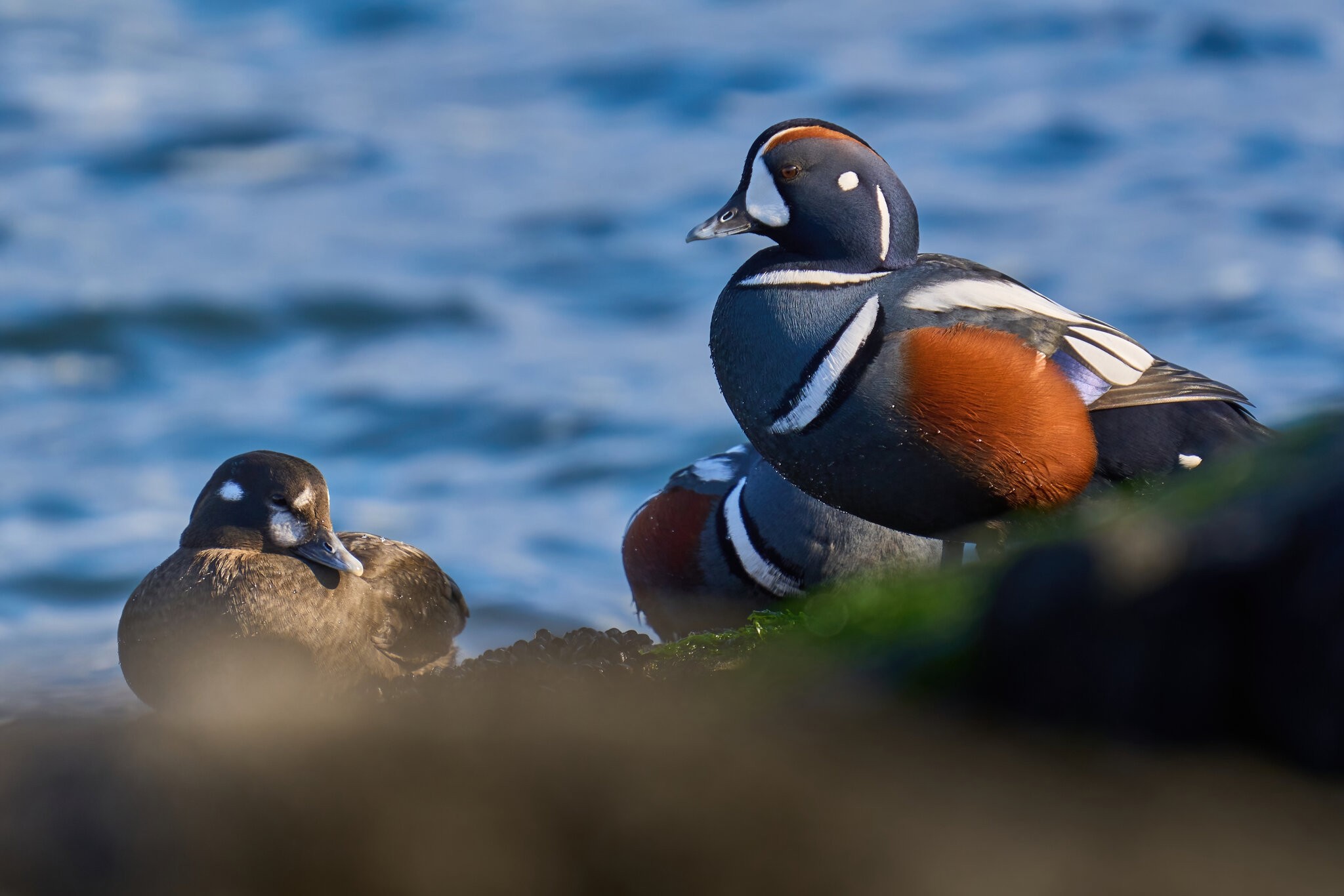 Harlequin Duck - Barnegat Lighthouse - 01062023 - 14-DN.jpg