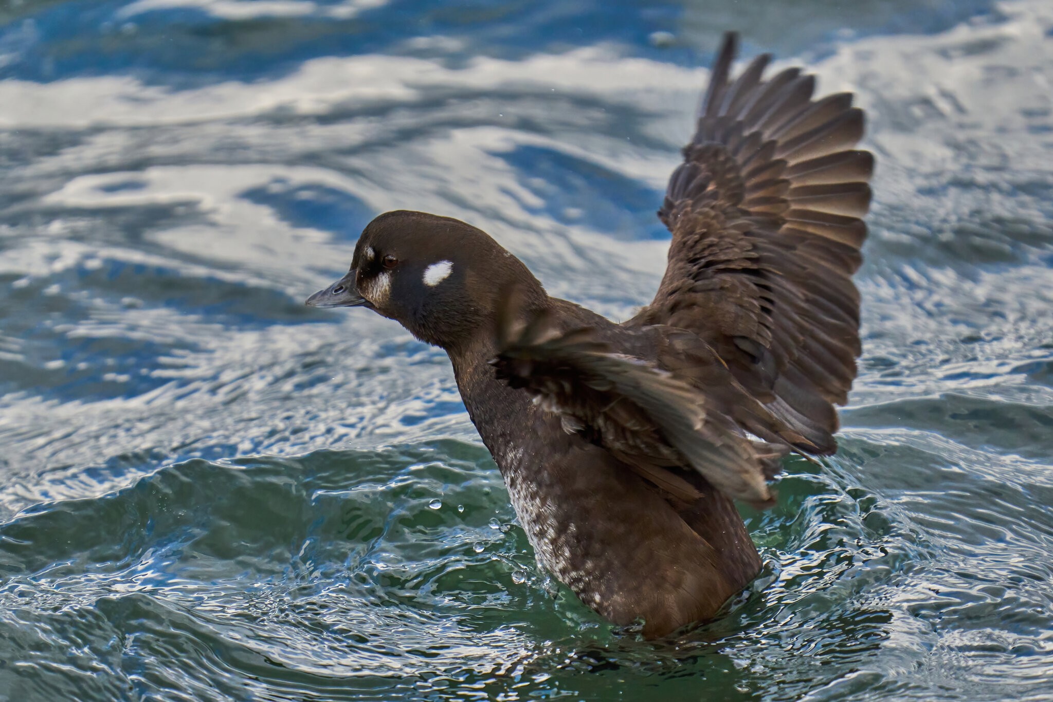 Harlequin Duck - Barnegat Lighthouse - 01062023 - 22-DN.jpg