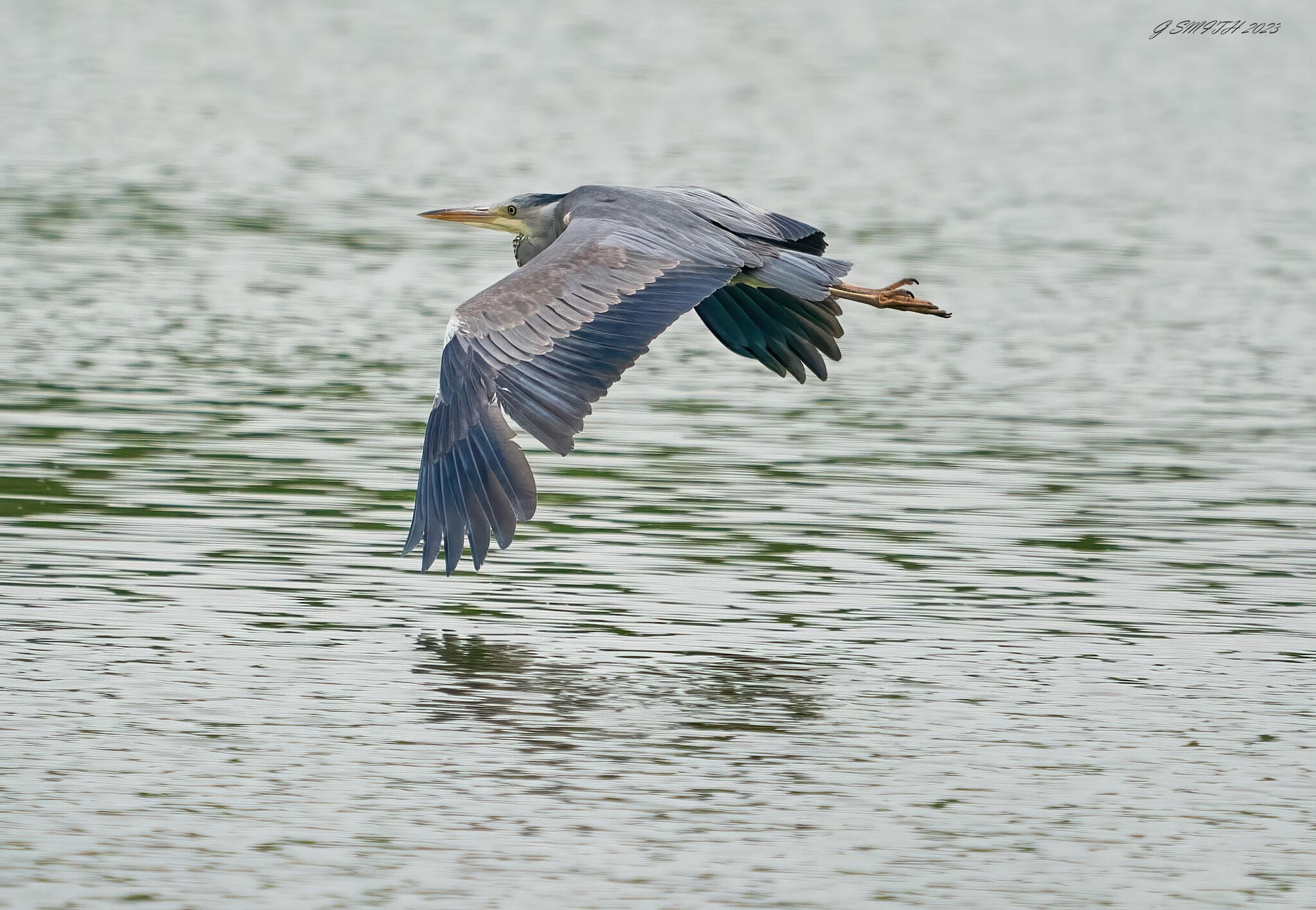 heron 2023 43.jpg