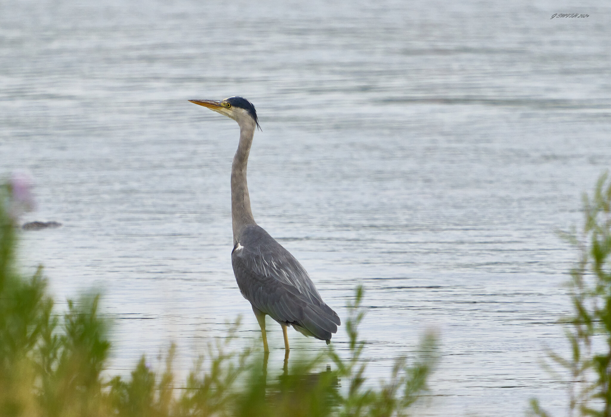 heron 2024 12.jpg