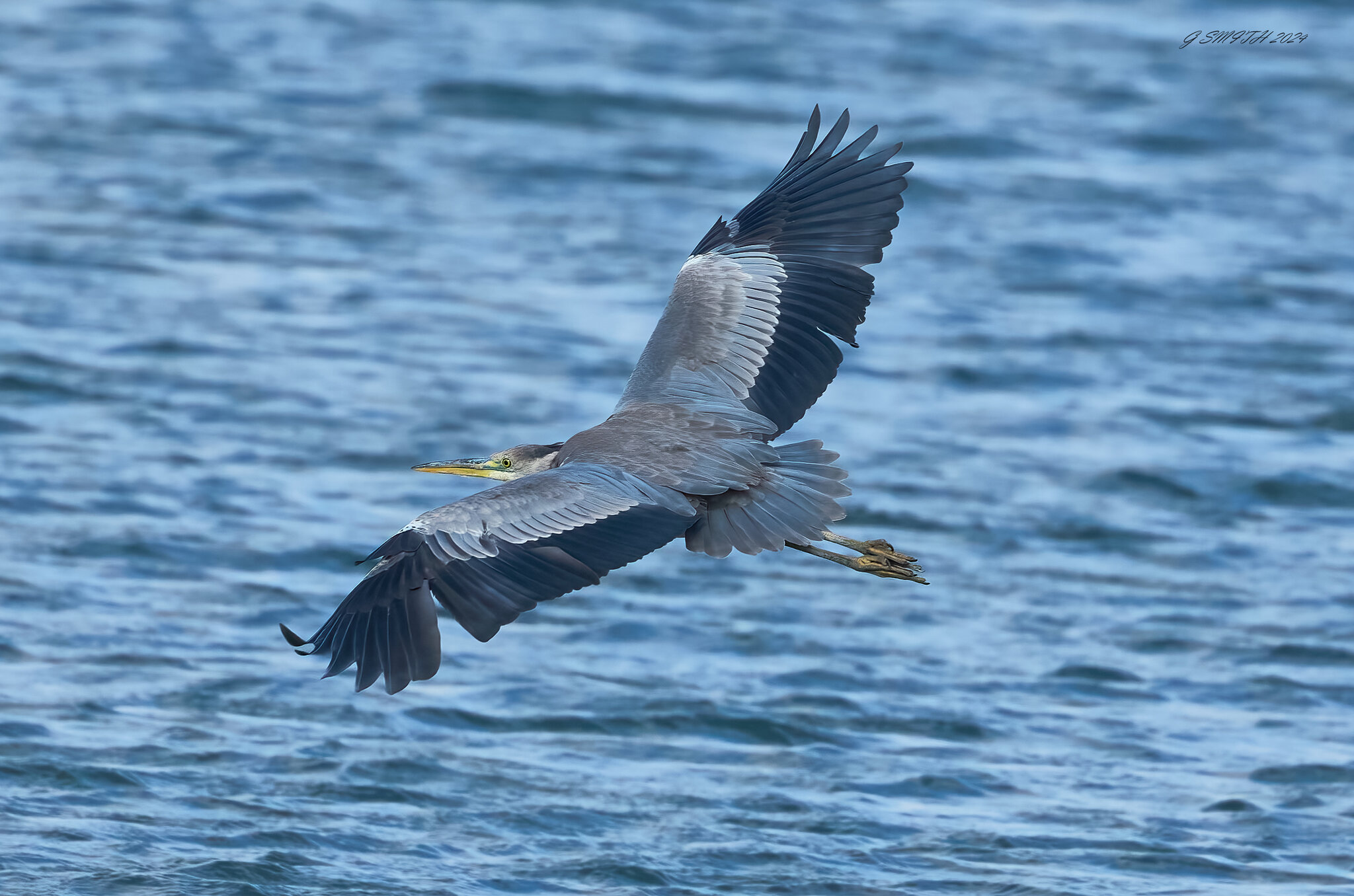 heron 2024 18.jpg