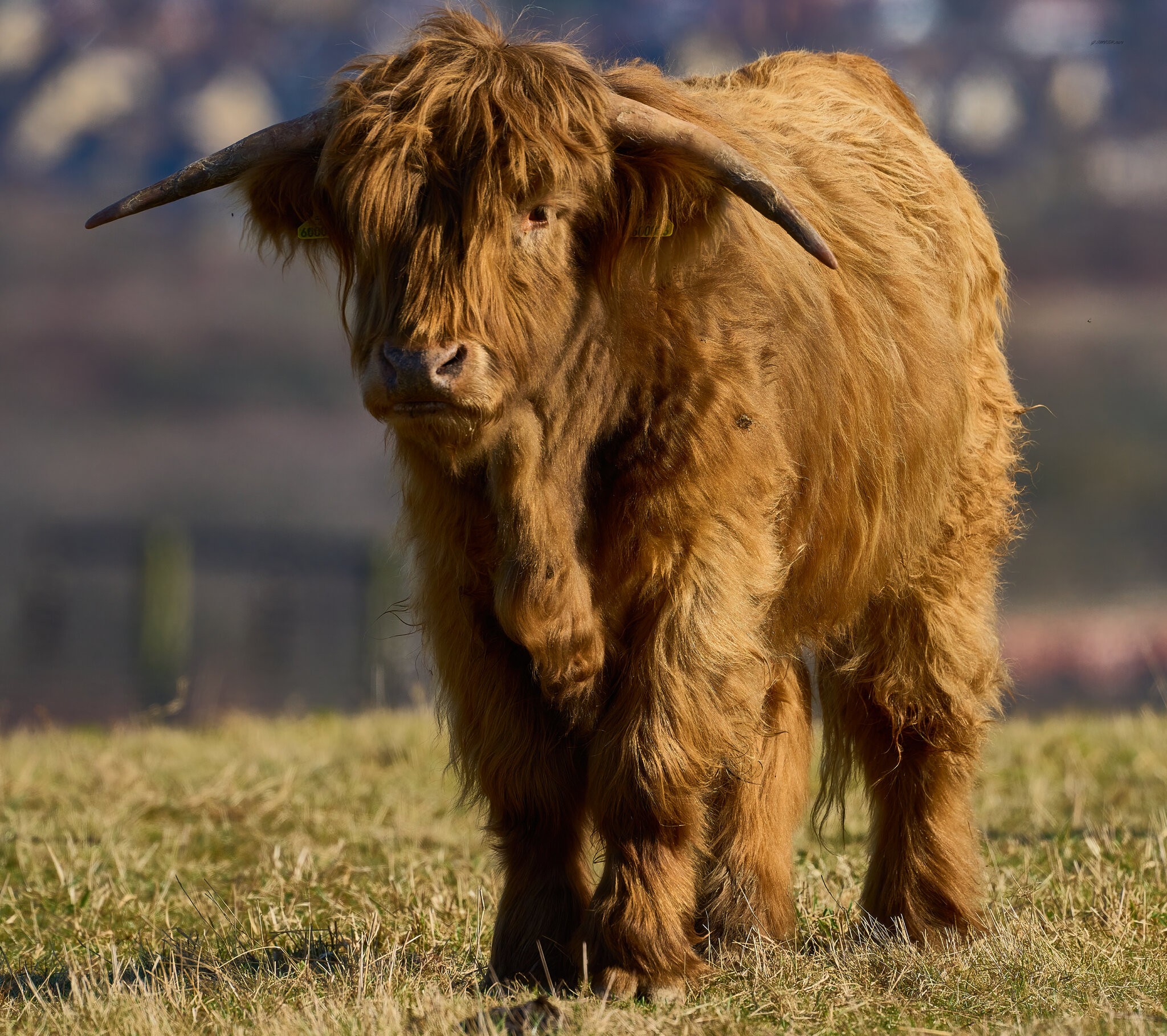 highland cow 2025 1.jpg