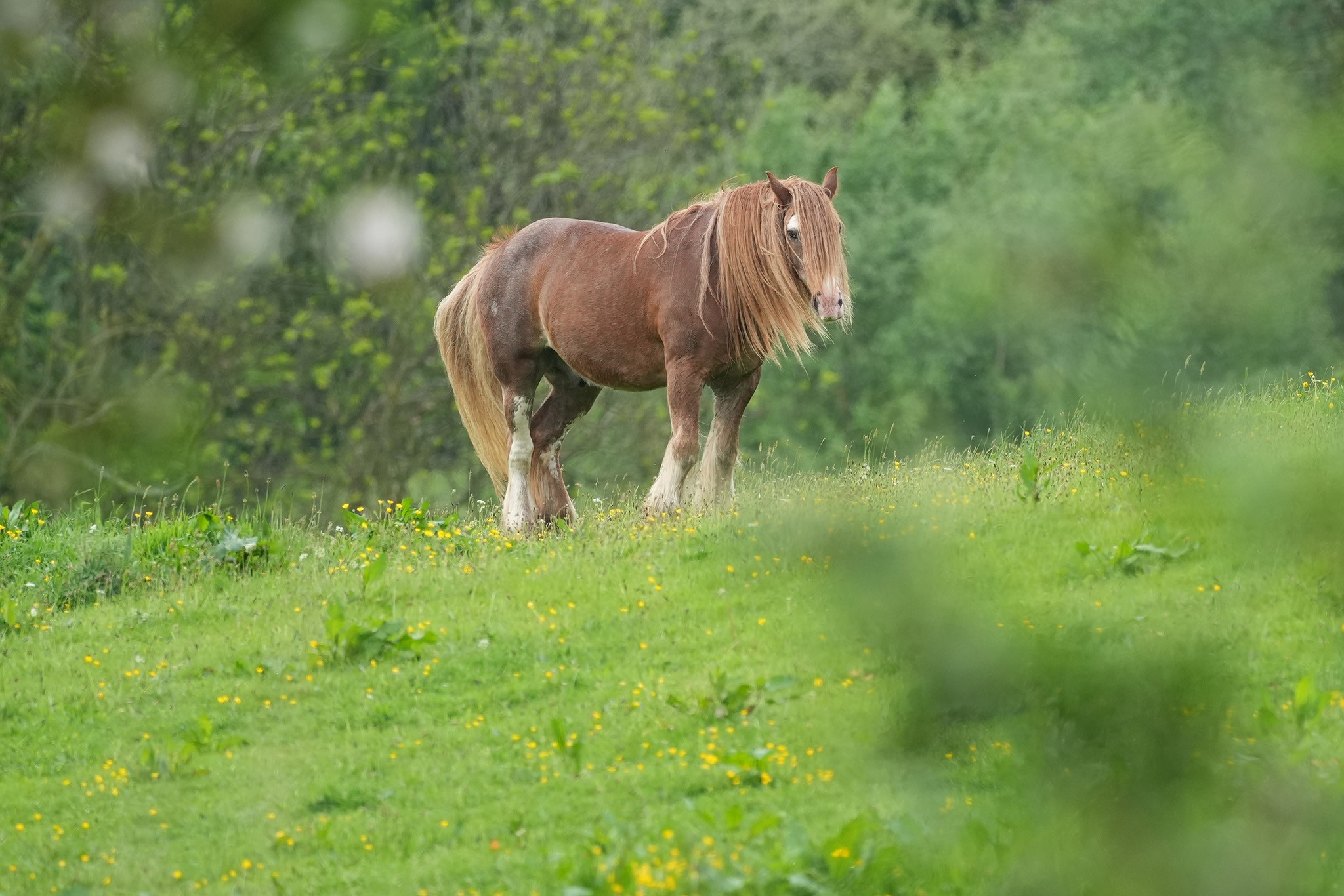 Horse-DSC03523-2048px.jpg