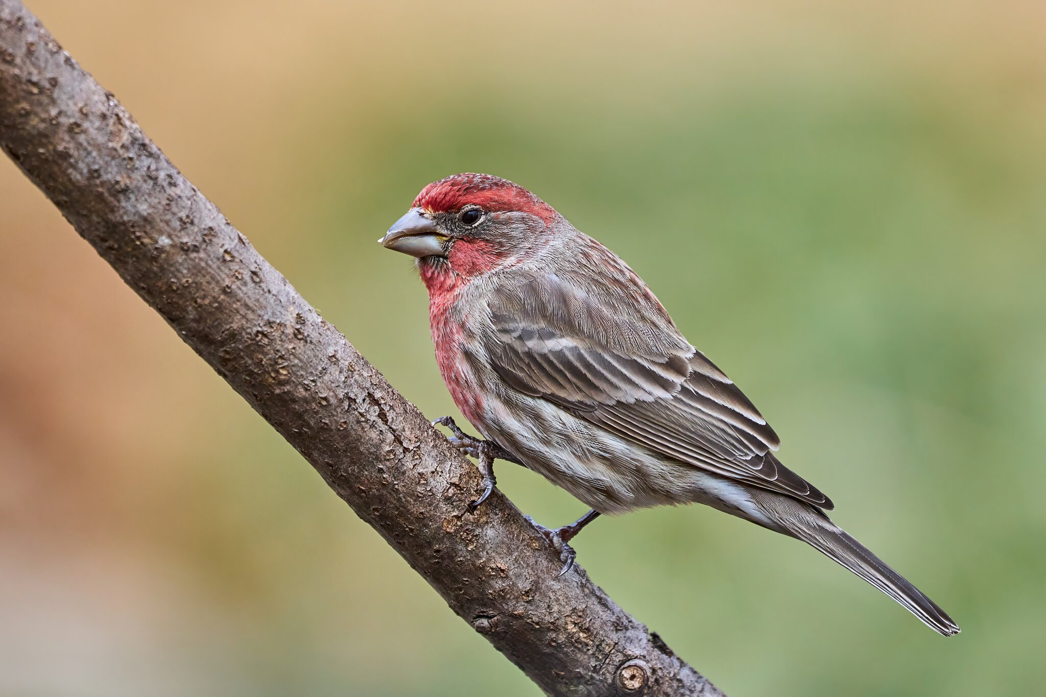 House Finch - Ashland - 02022025 - 06 - DN.jpg