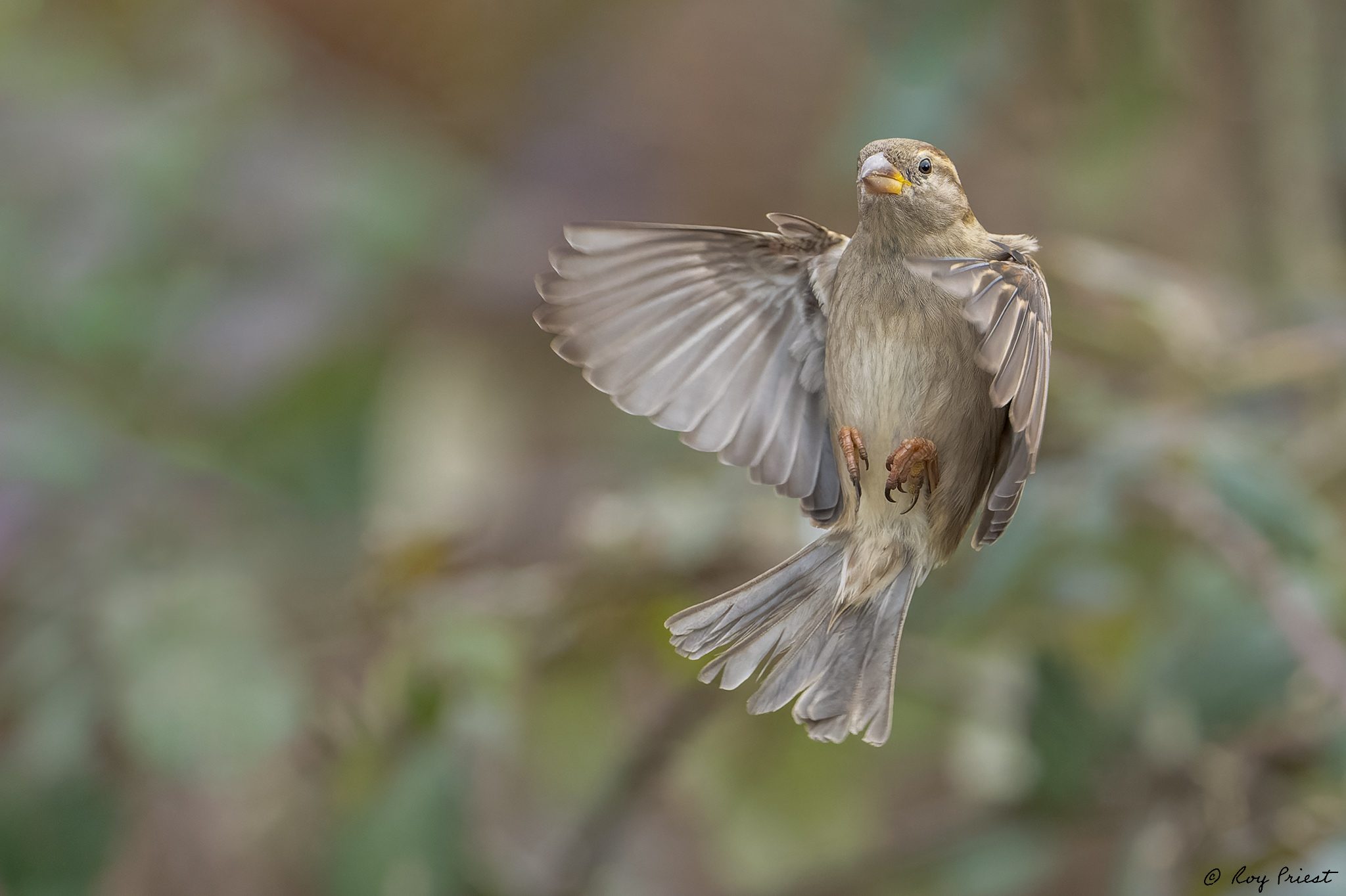 House-Sparrow-ROY-1A-6493.jpg