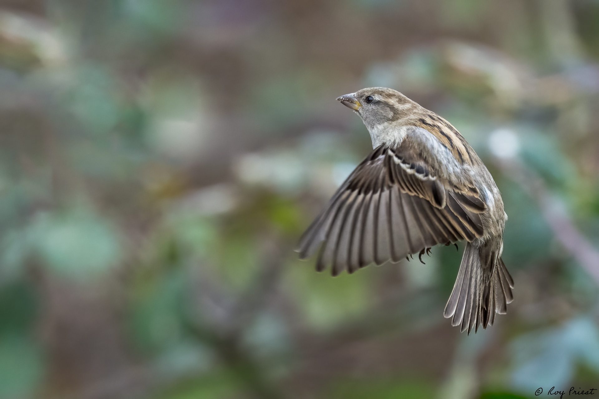 House-Sparrow-ROY-1A-6848.jpg