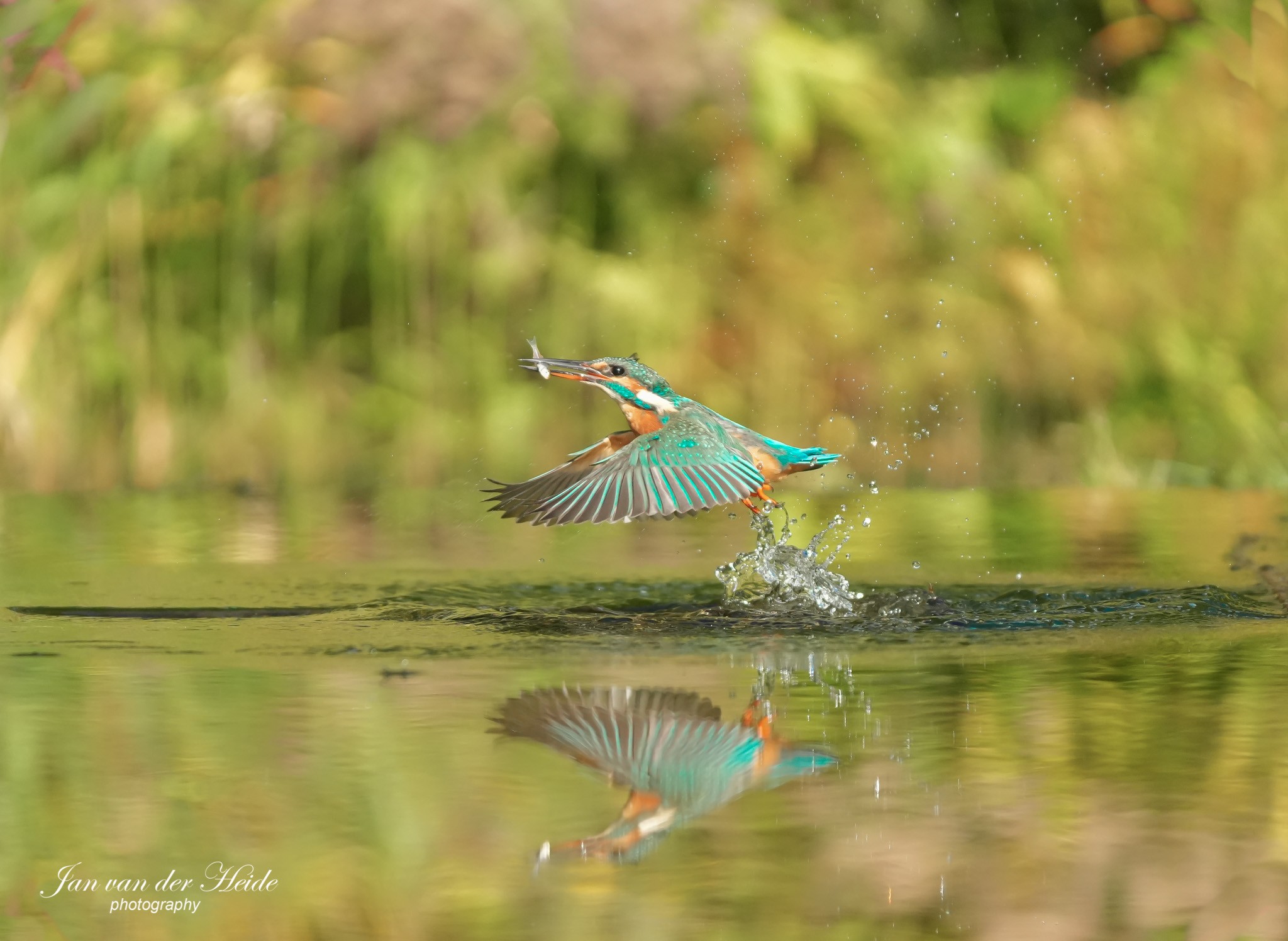 IJsvogel4.jpg