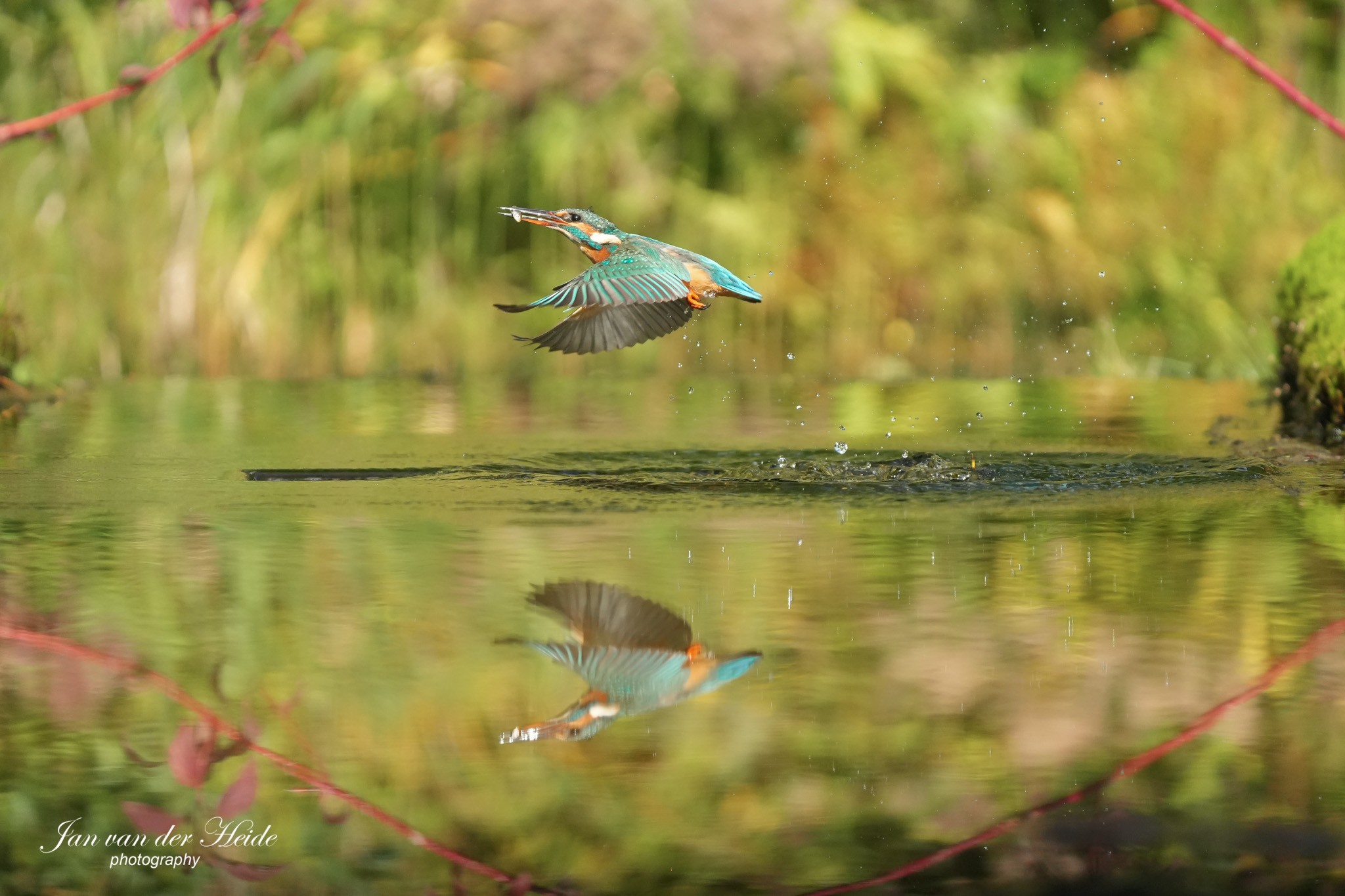 IJsvogel5.jpg