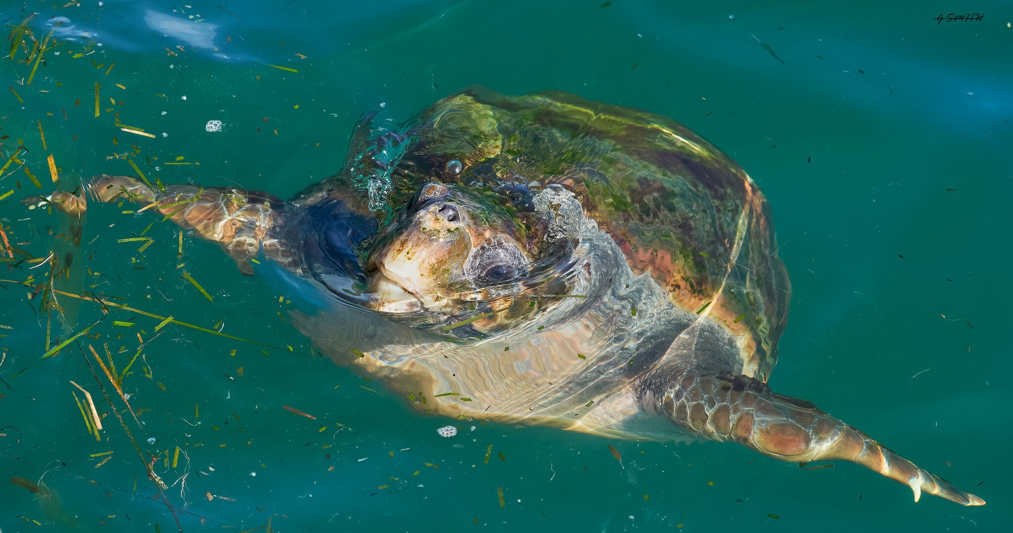 kefalonia loggerhead turle (2).jpg