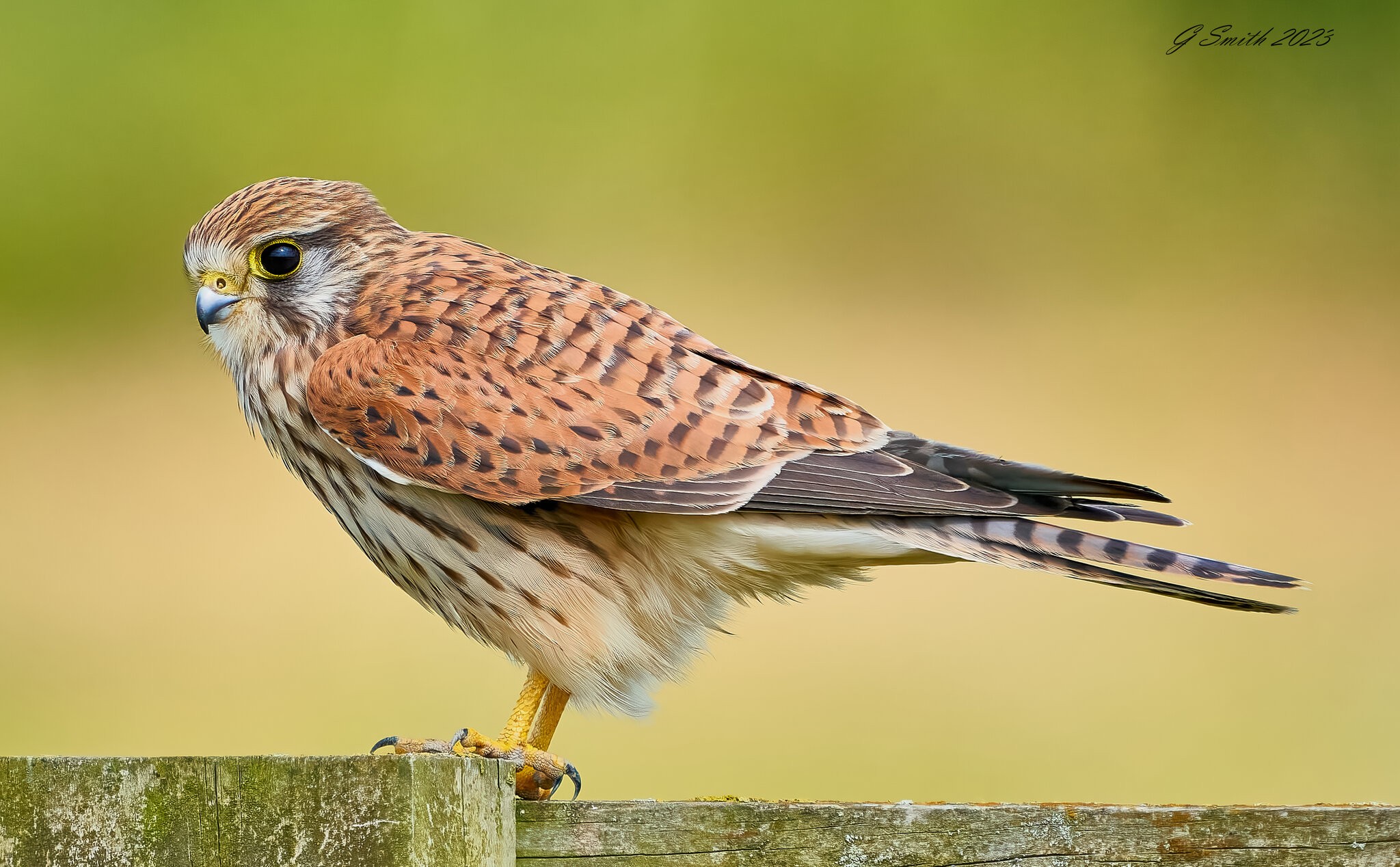 kestrel 2023 470.jpg