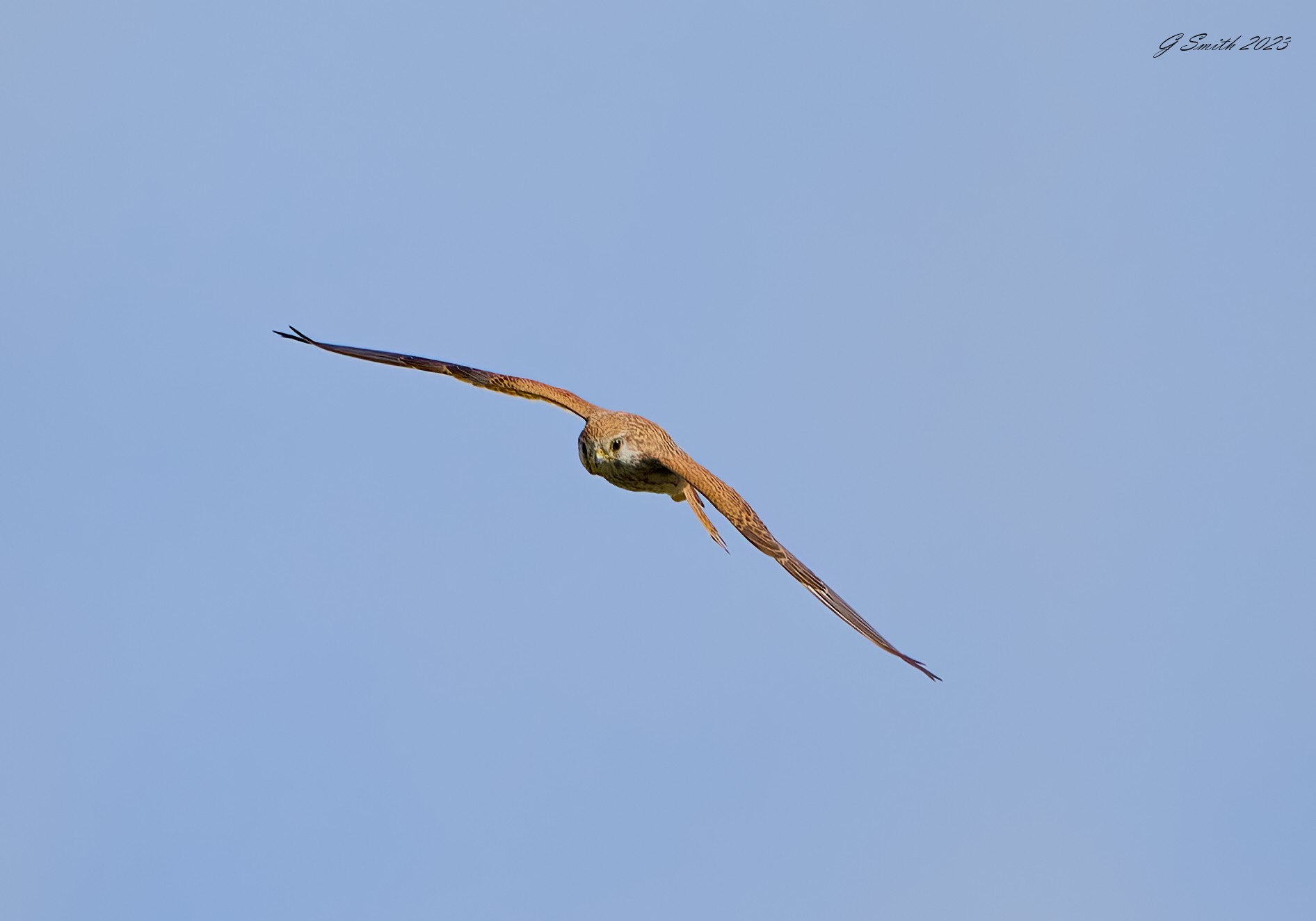 kestrel 2023 540.jpg