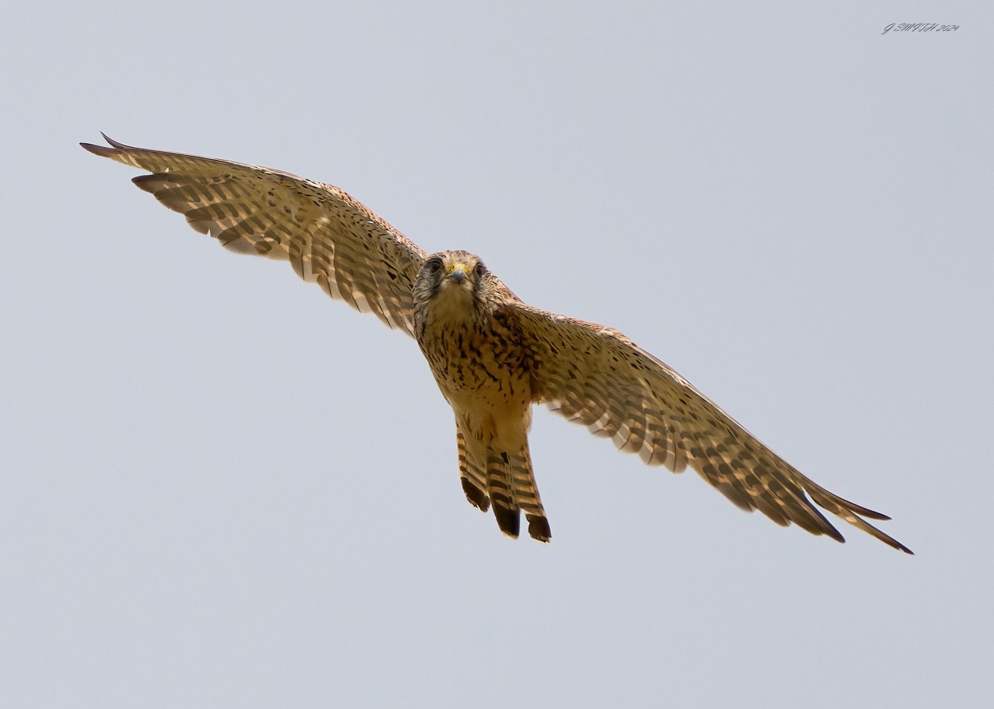 kestrel 2024 10.jpg