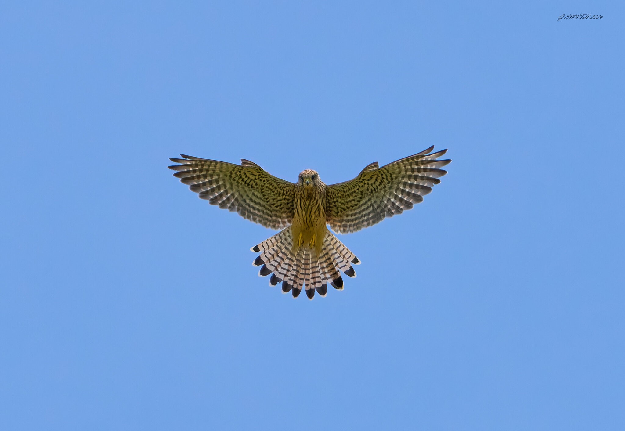 kestrel 2024 11.jpg