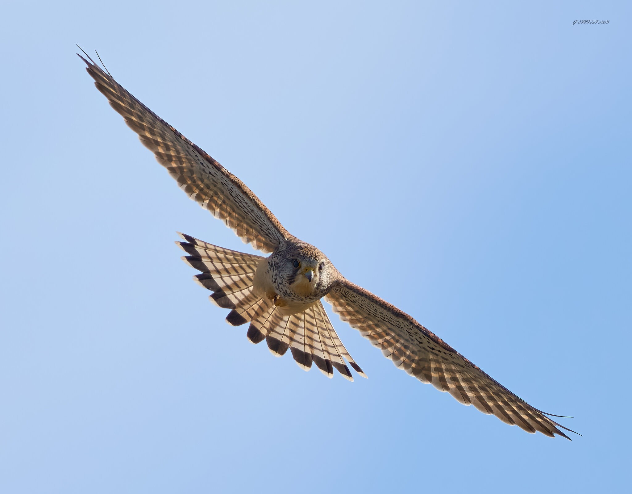 kestrel 2025 111.jpg