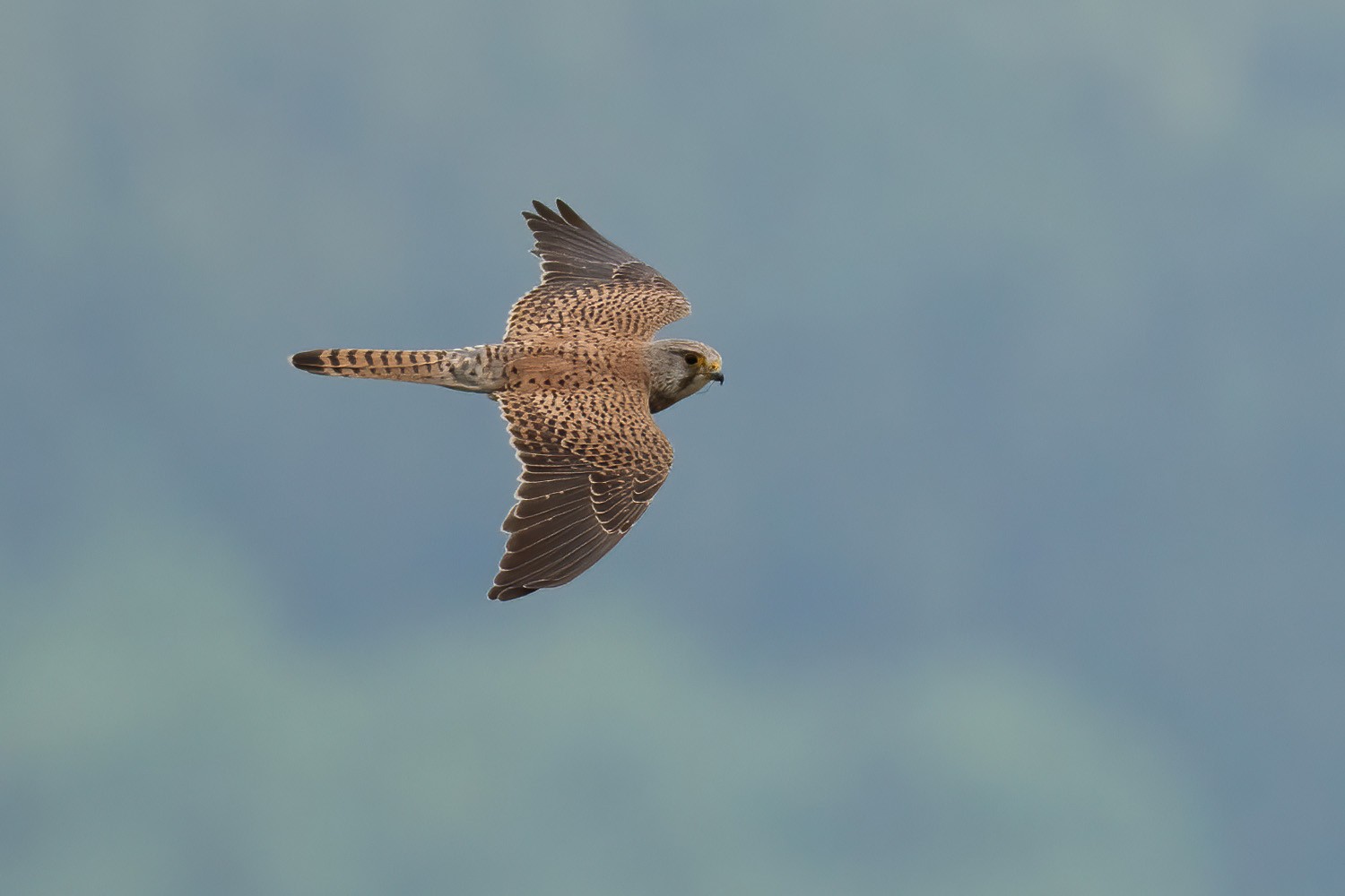 Kestrel-DSC04370-1500px.jpg