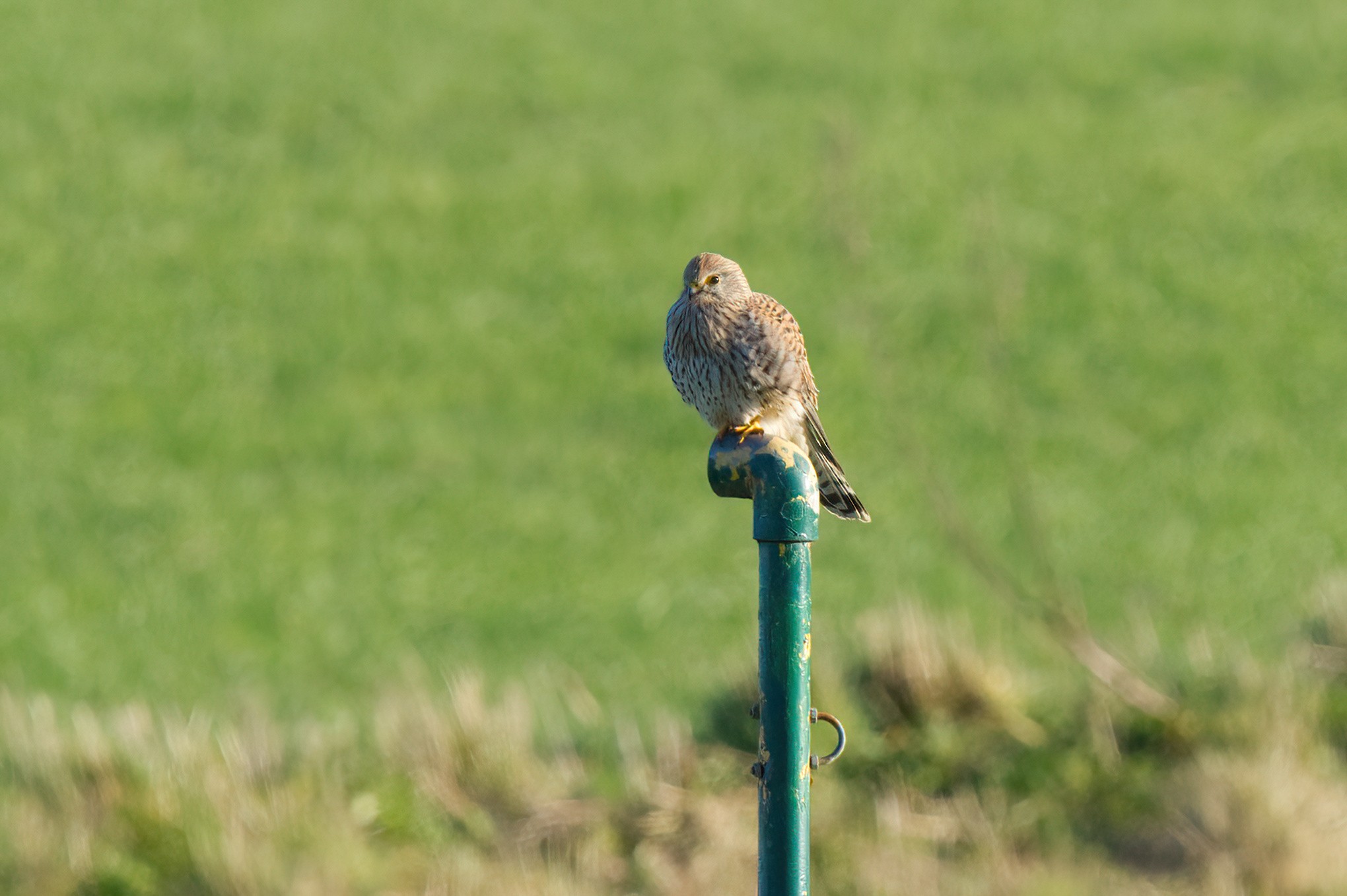 Kestrel Perched.jpg