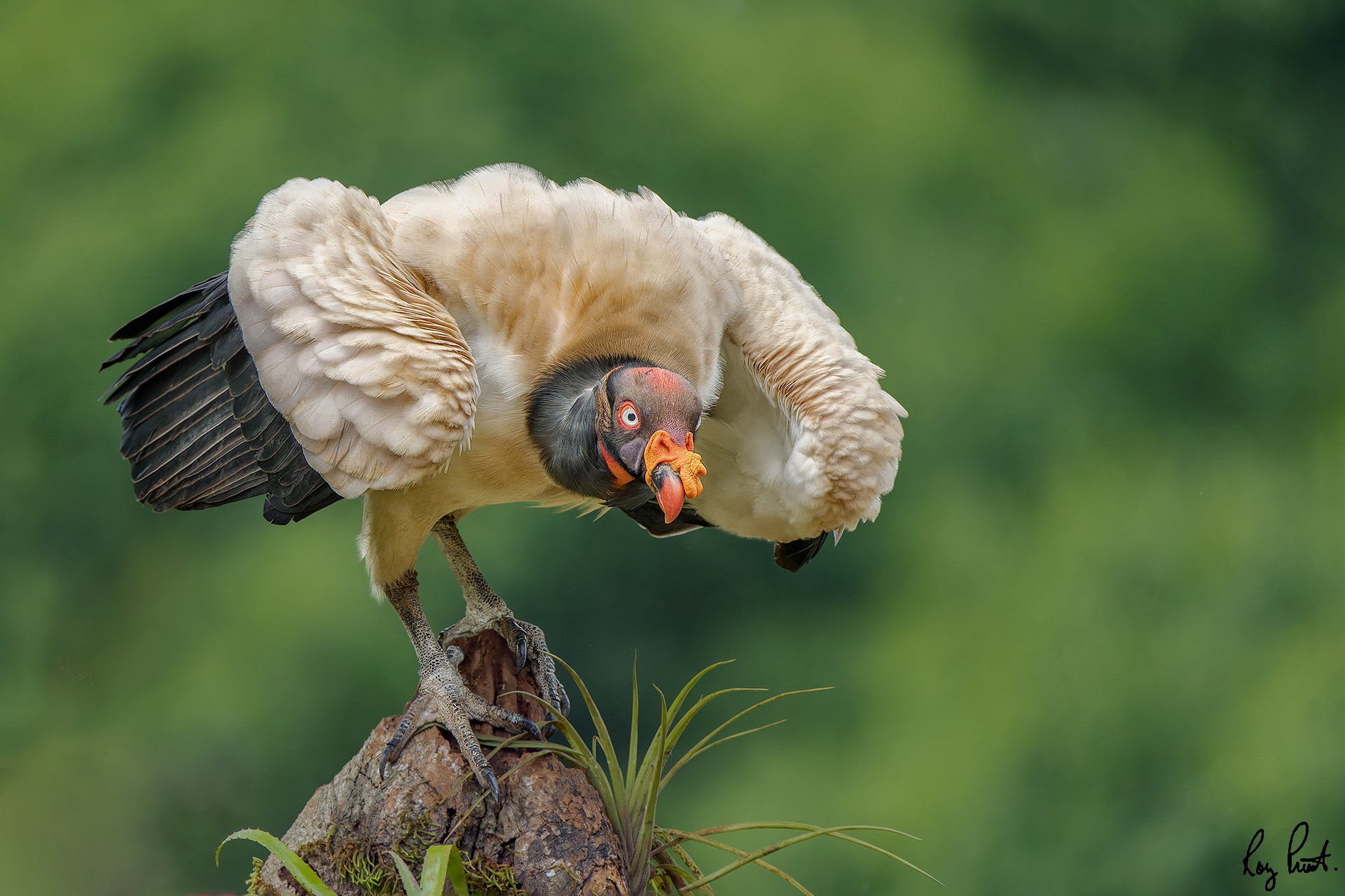 King-Vulture-20592-ARW.jpg