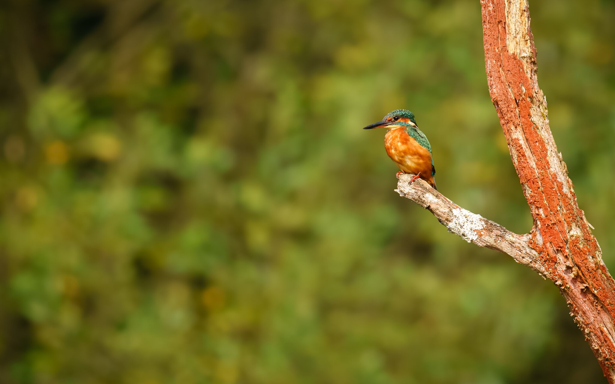 kingfisher (1 of 1)-5.jpg