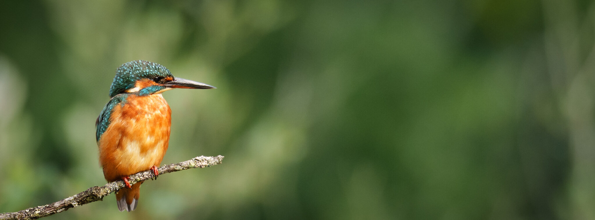 Kingfisher (1 of 1).jpg