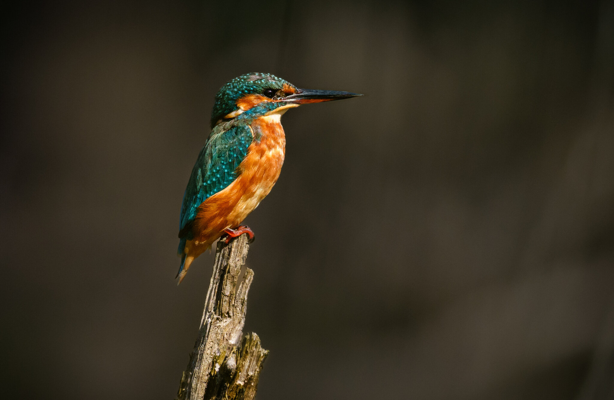 Kingfisher Alcedo Atthis ♀ Adult (1 of 1).jpg