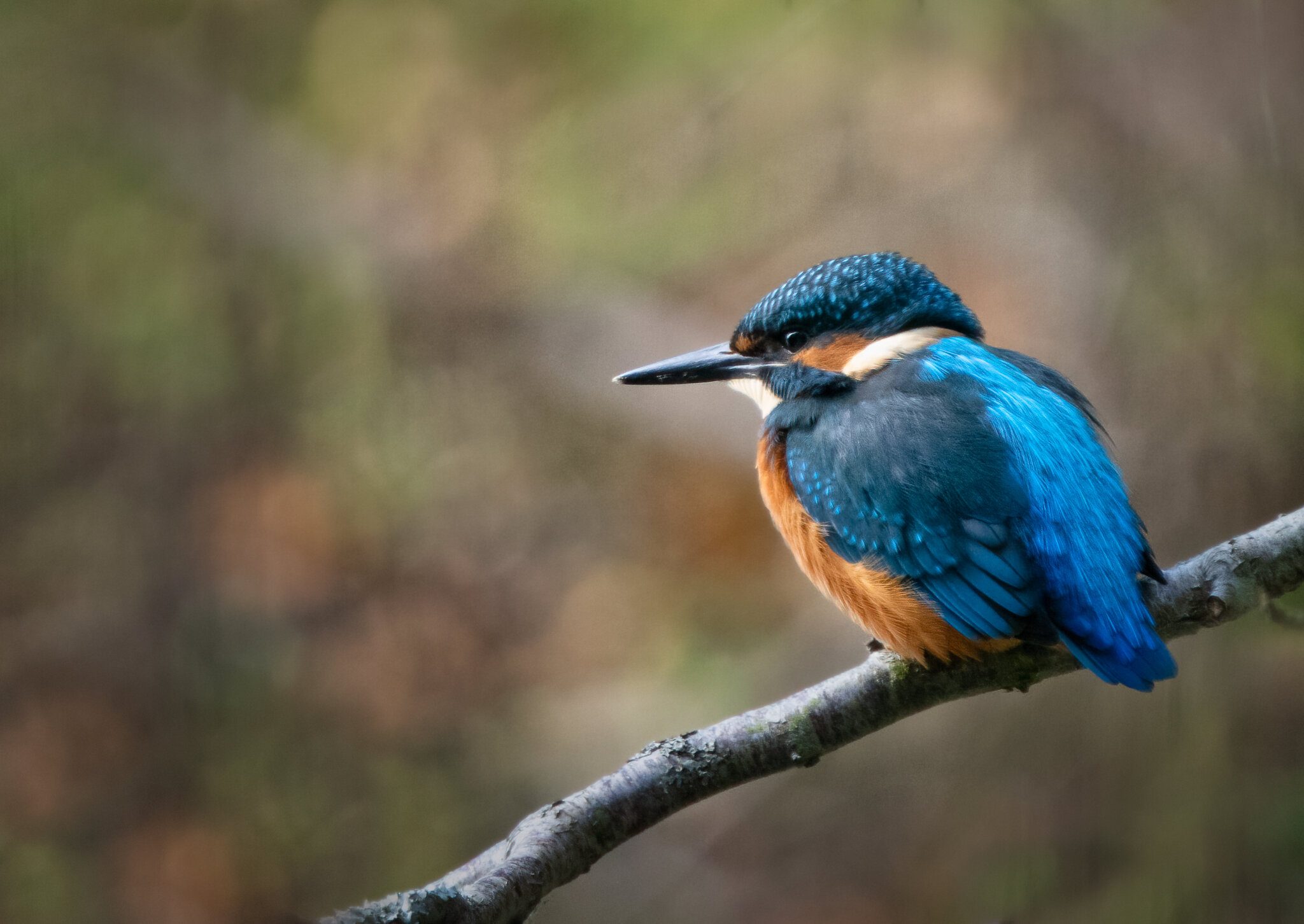 Kingfisher Alcedo atthis-6.jpg