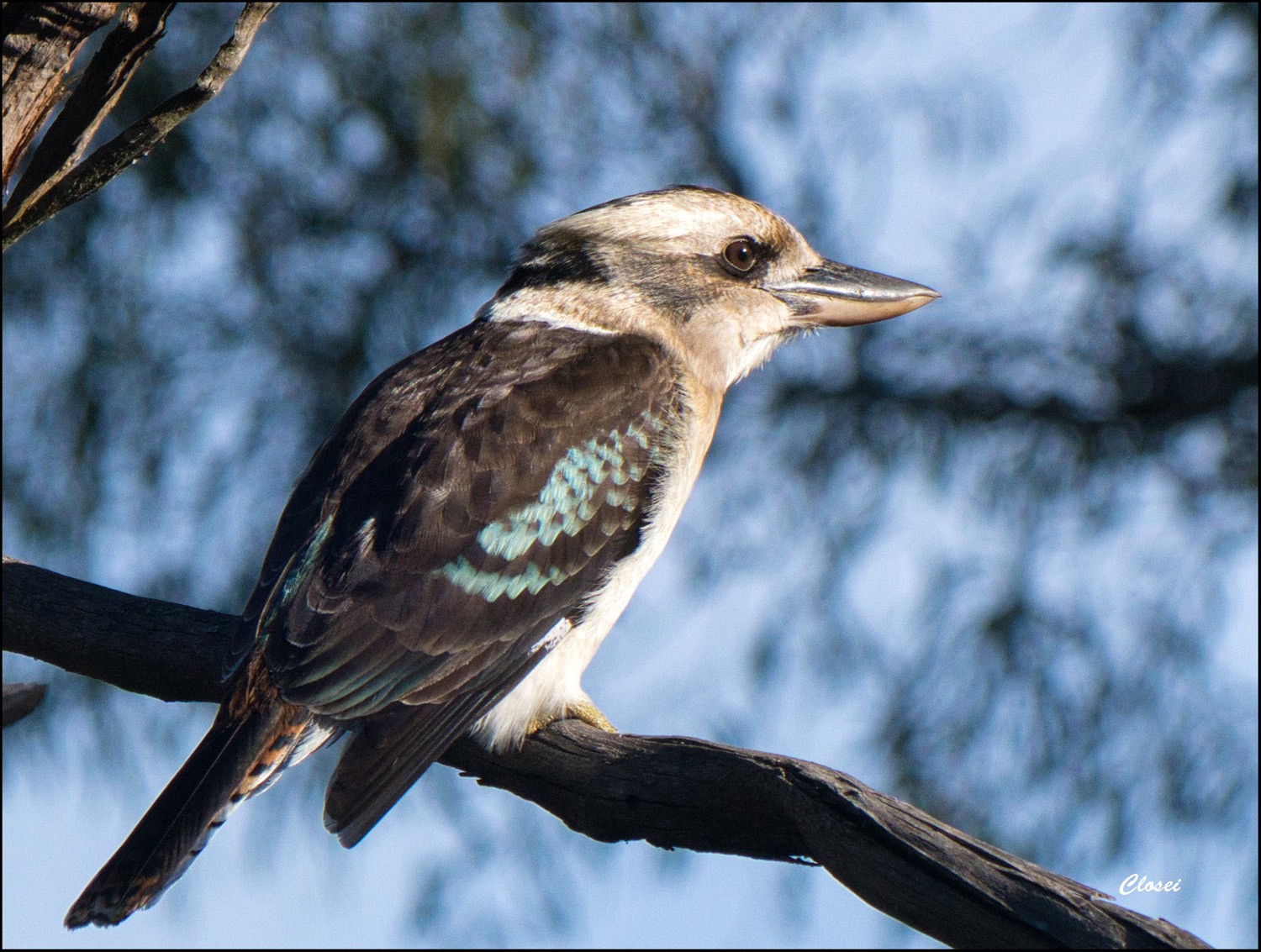 Kookaburra r.jpg