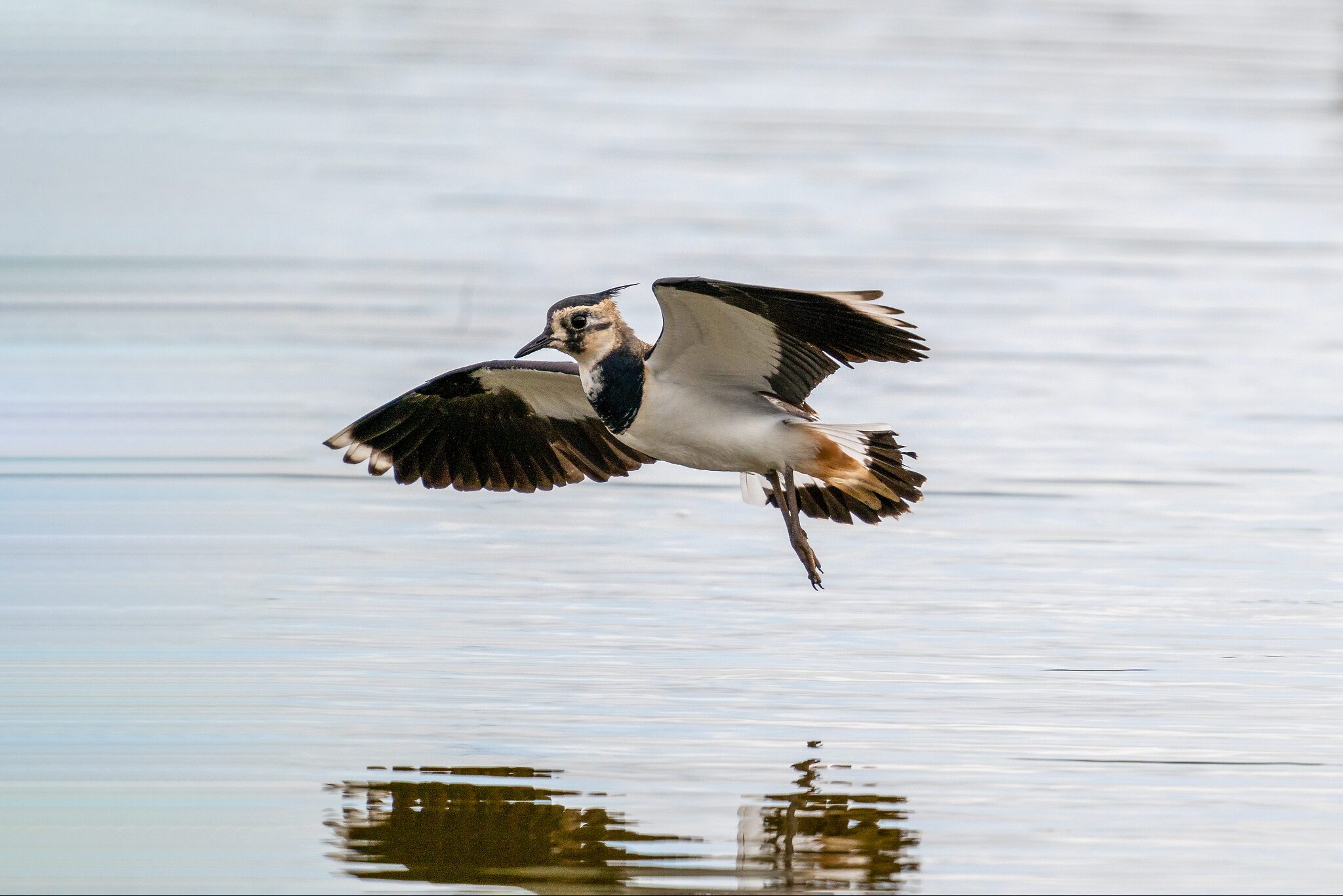 lapwing.jpg