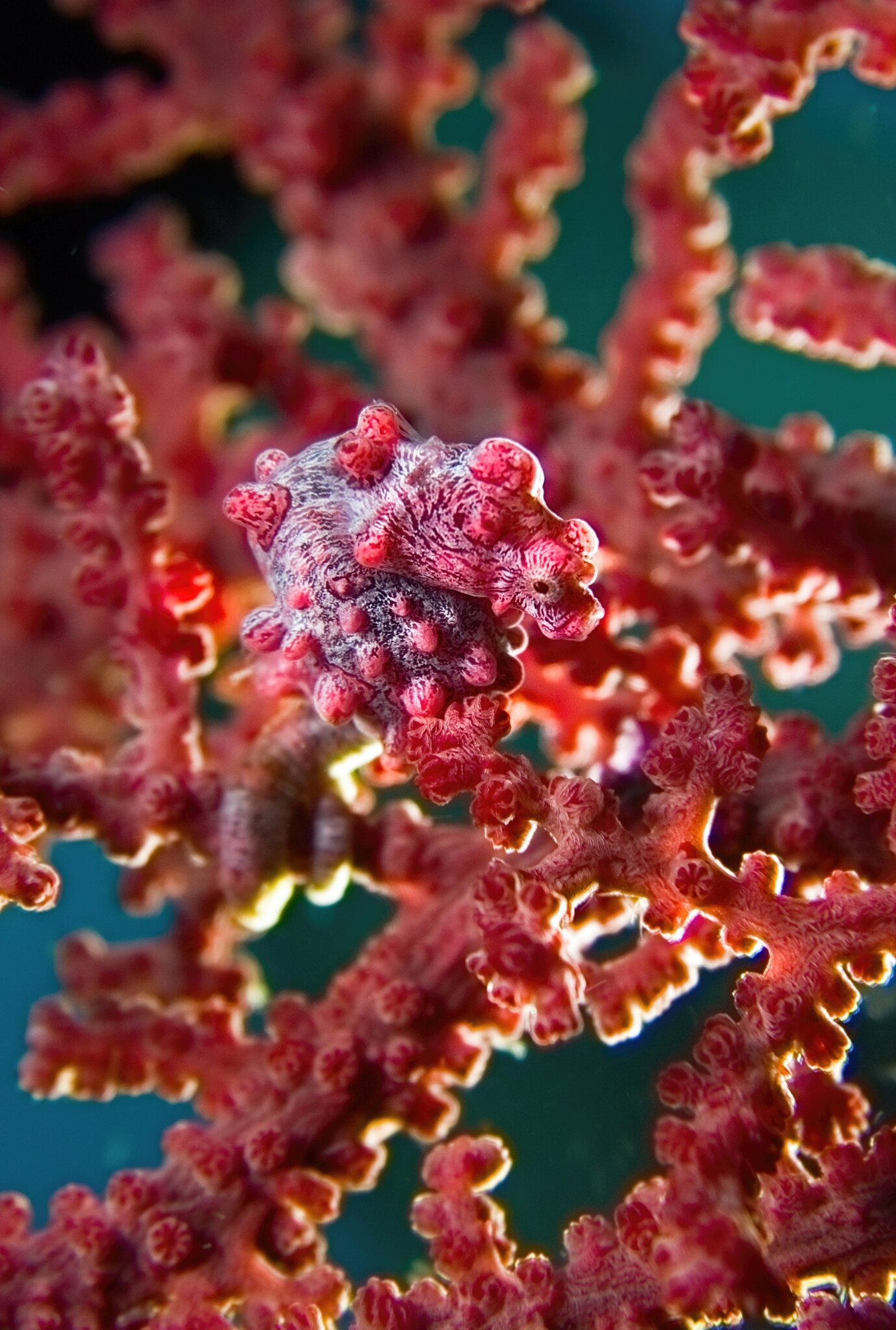 Lembeh Pygmy sea horse 5.jpg