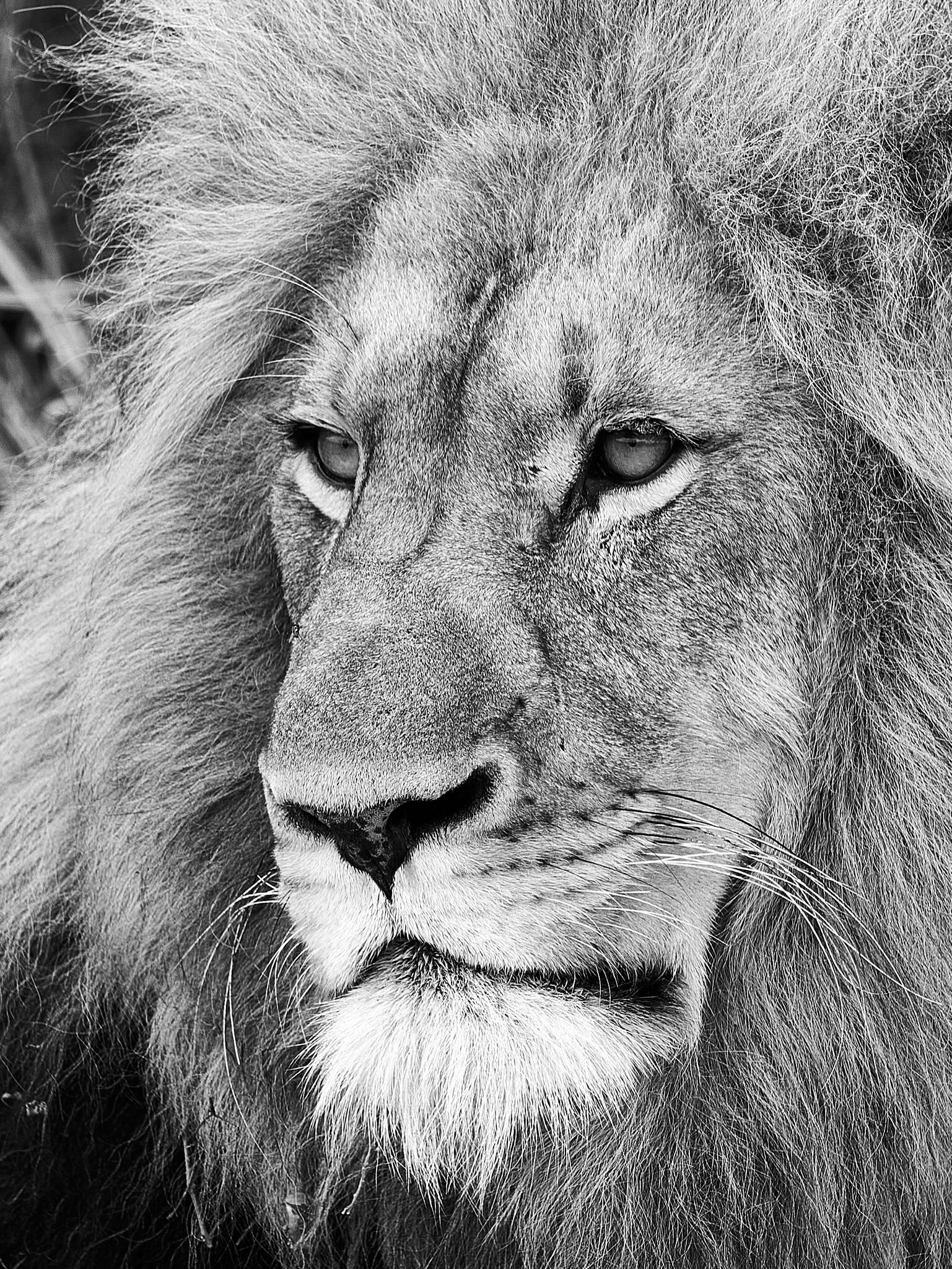 Lion BW - Karongwe - 11112017 - 02.jpg