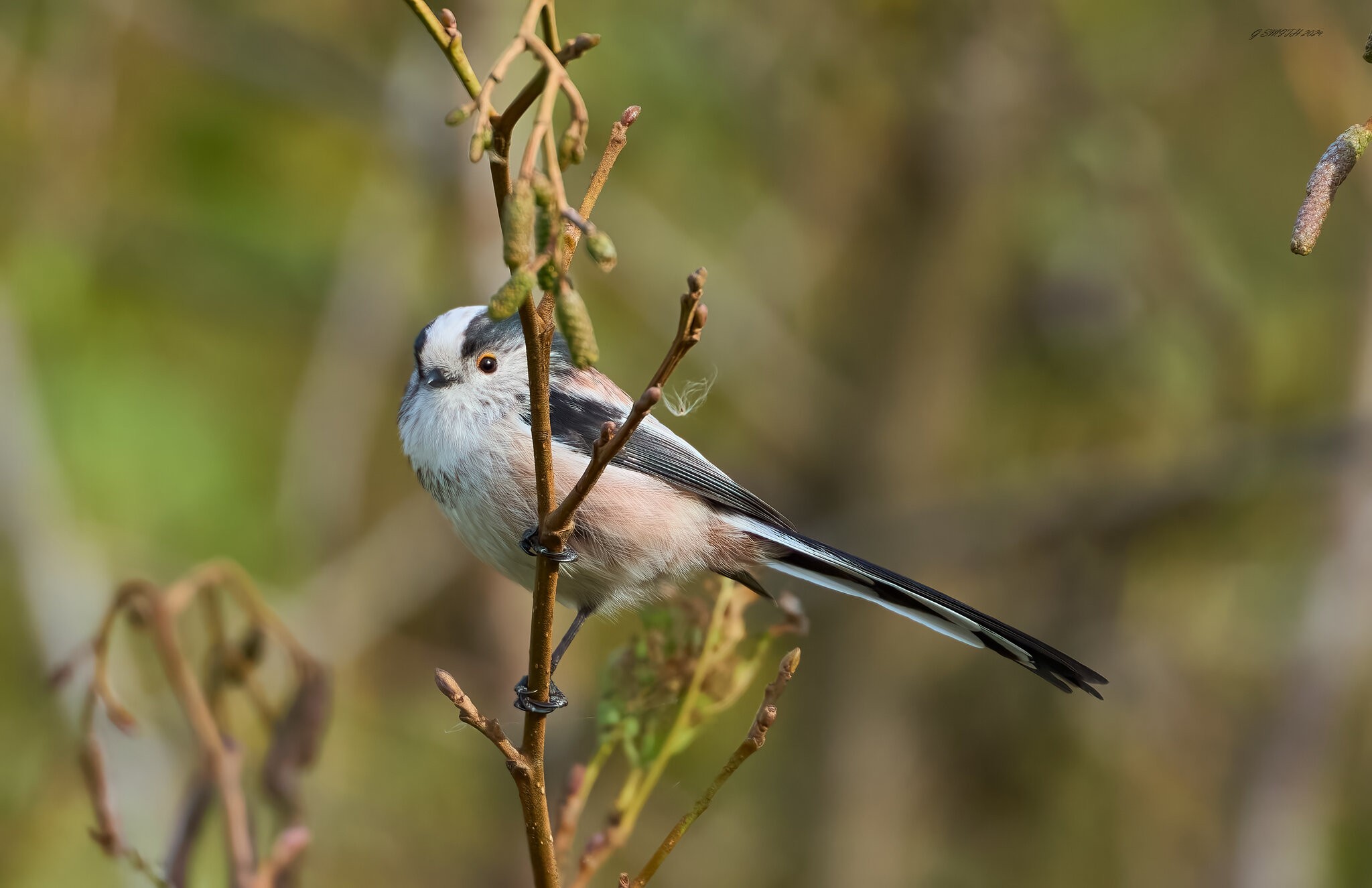 long tailed tit 2024 1.jpg