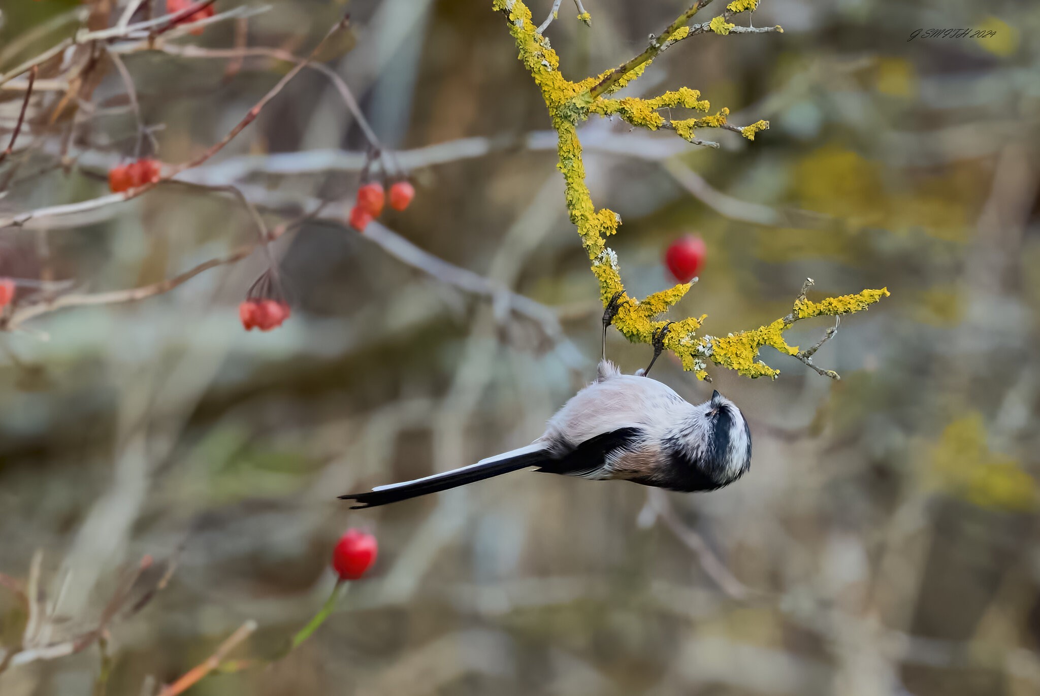 long tailed tit 2024 10.jpg