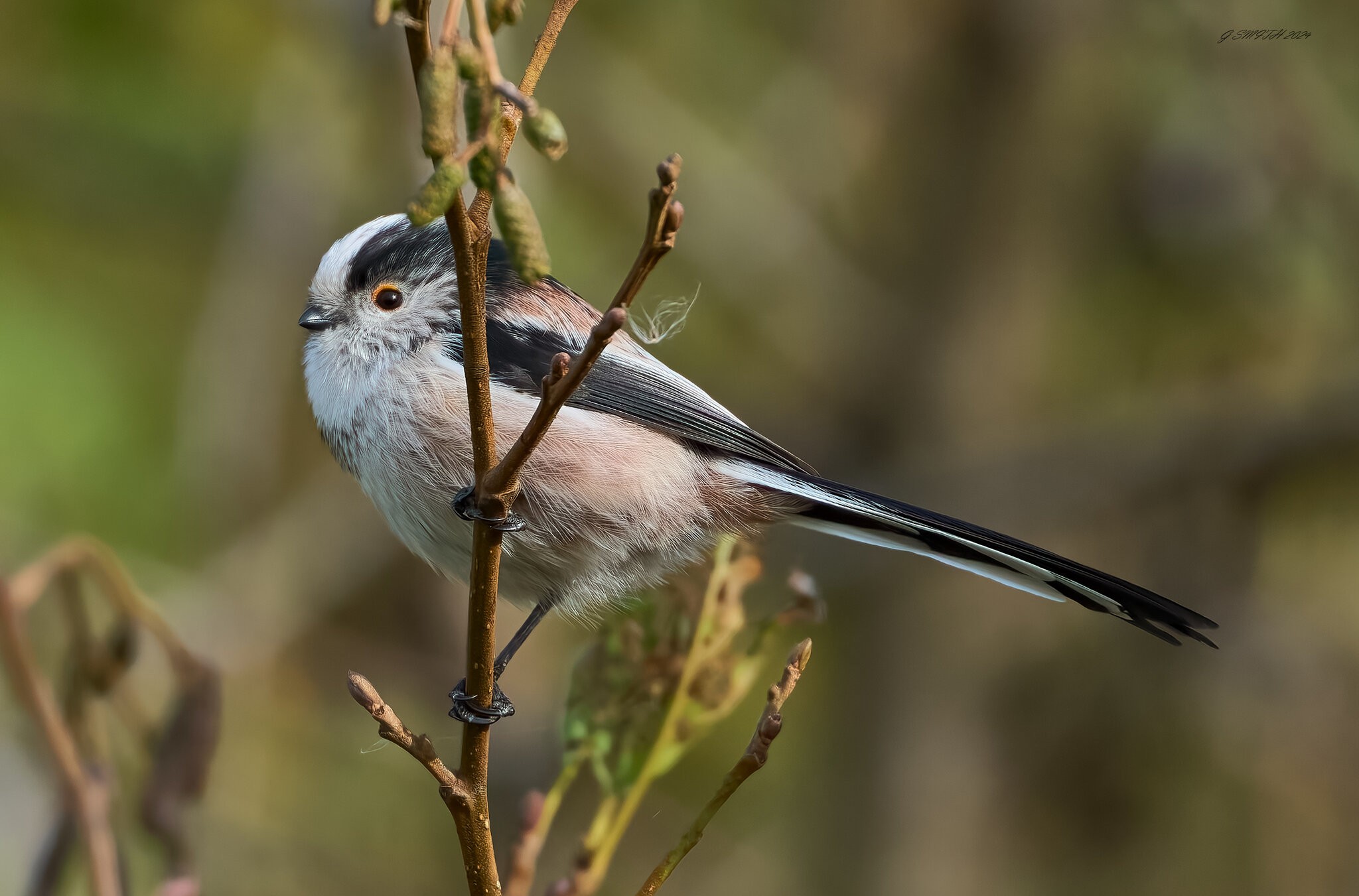 long tailed tit 2024 3.jpg