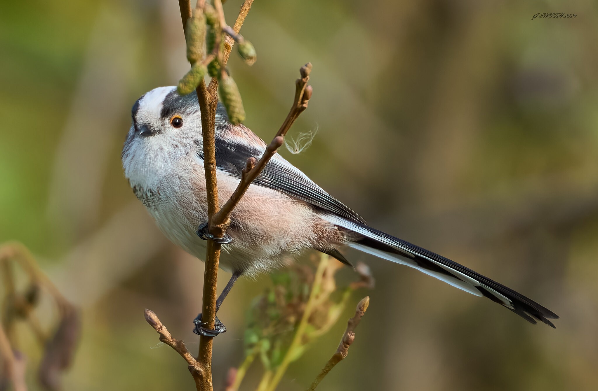 long tailed tit 2024.jpg