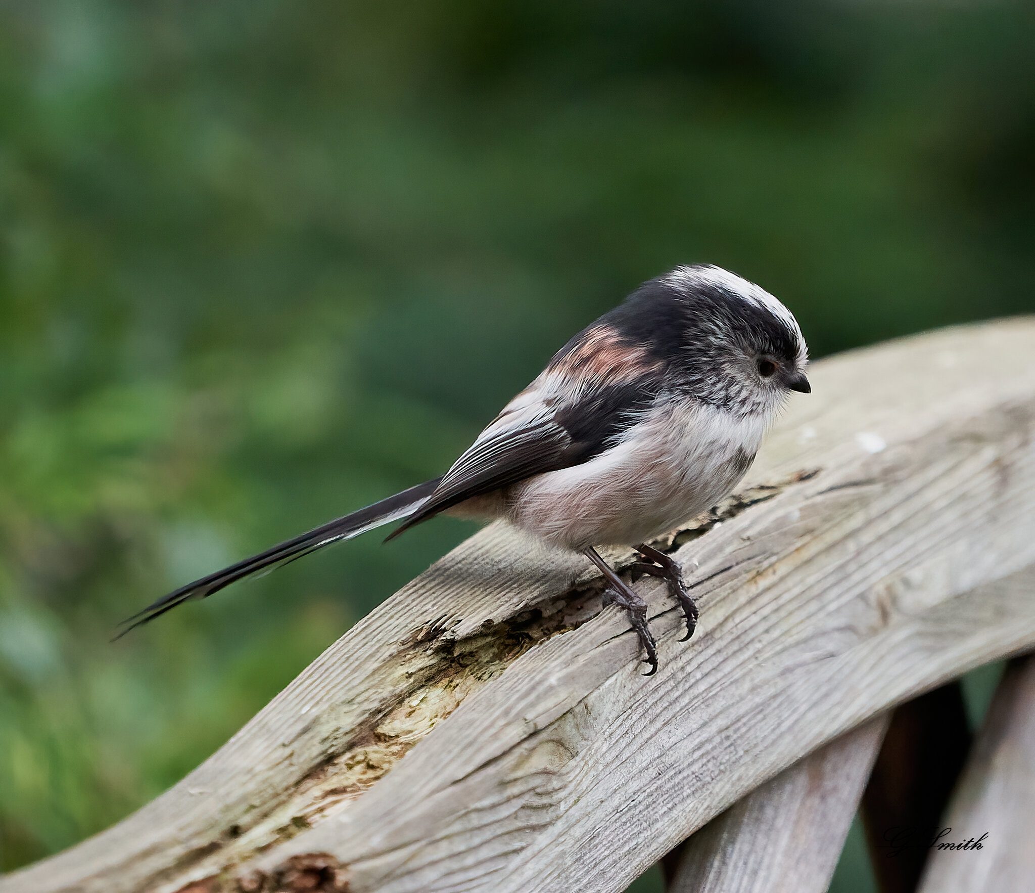 long tailed tit.jpg