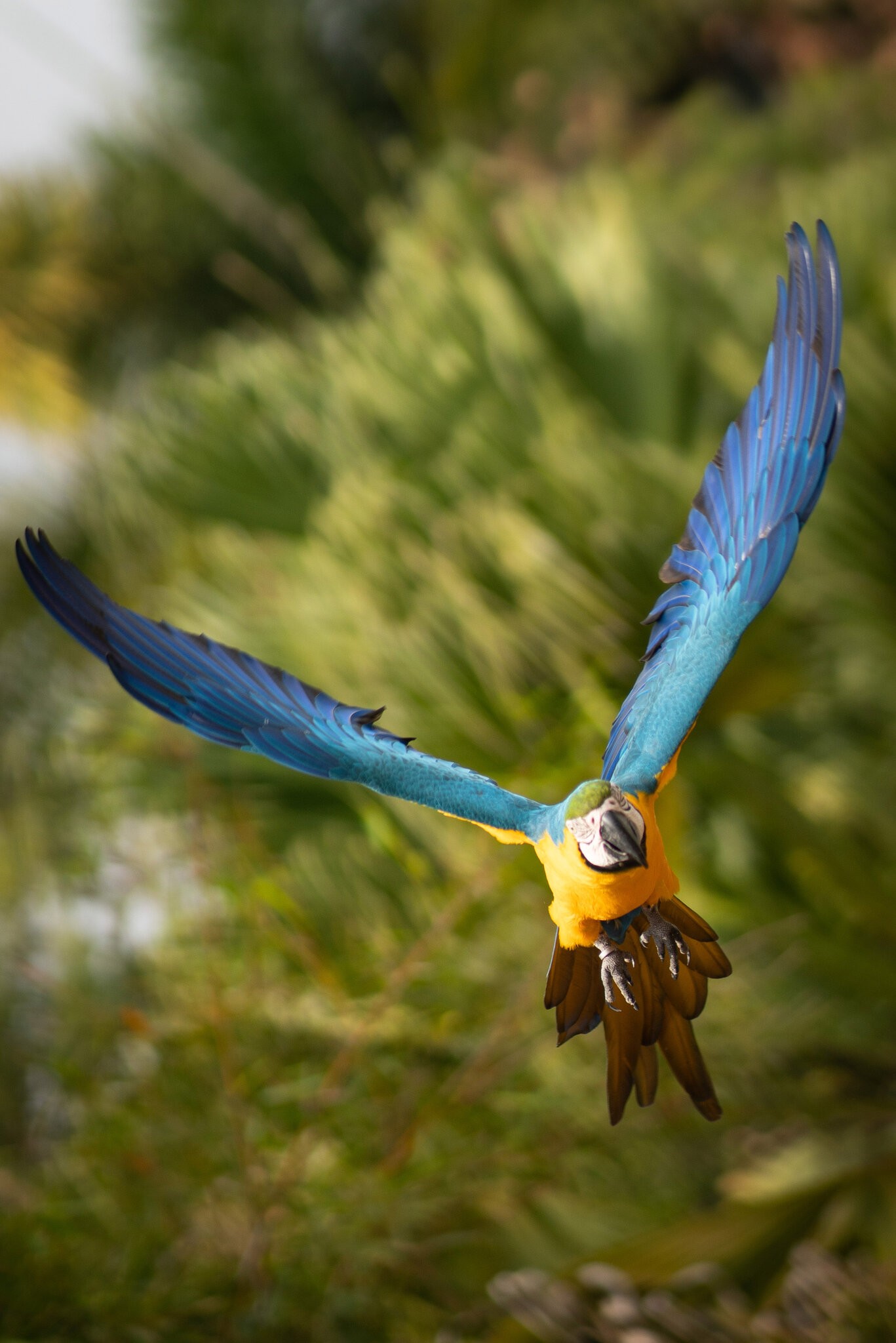 macaw.jpg