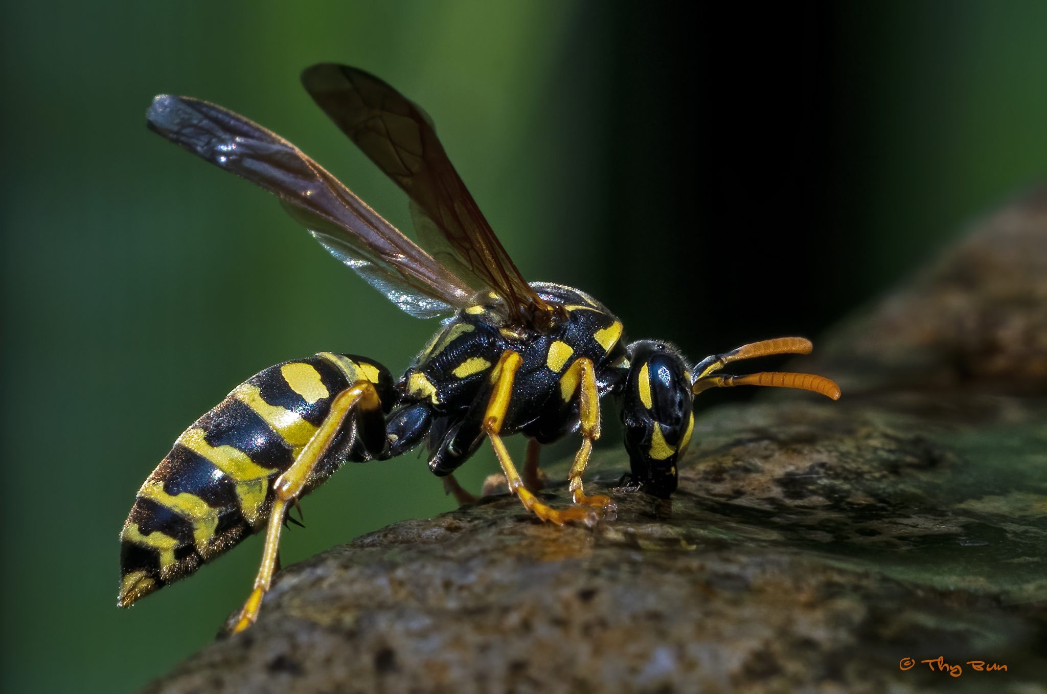 Macro Test with Extension Tube  01-6.jpg