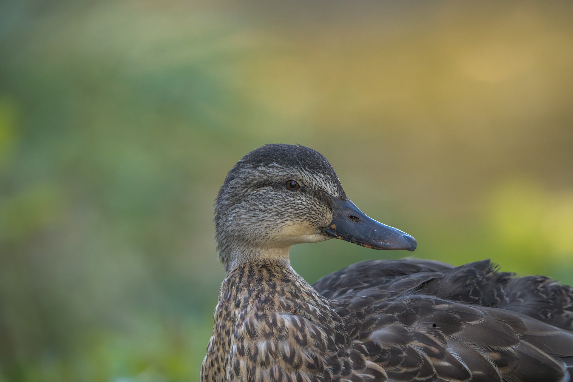 Mallard-00695.jpg