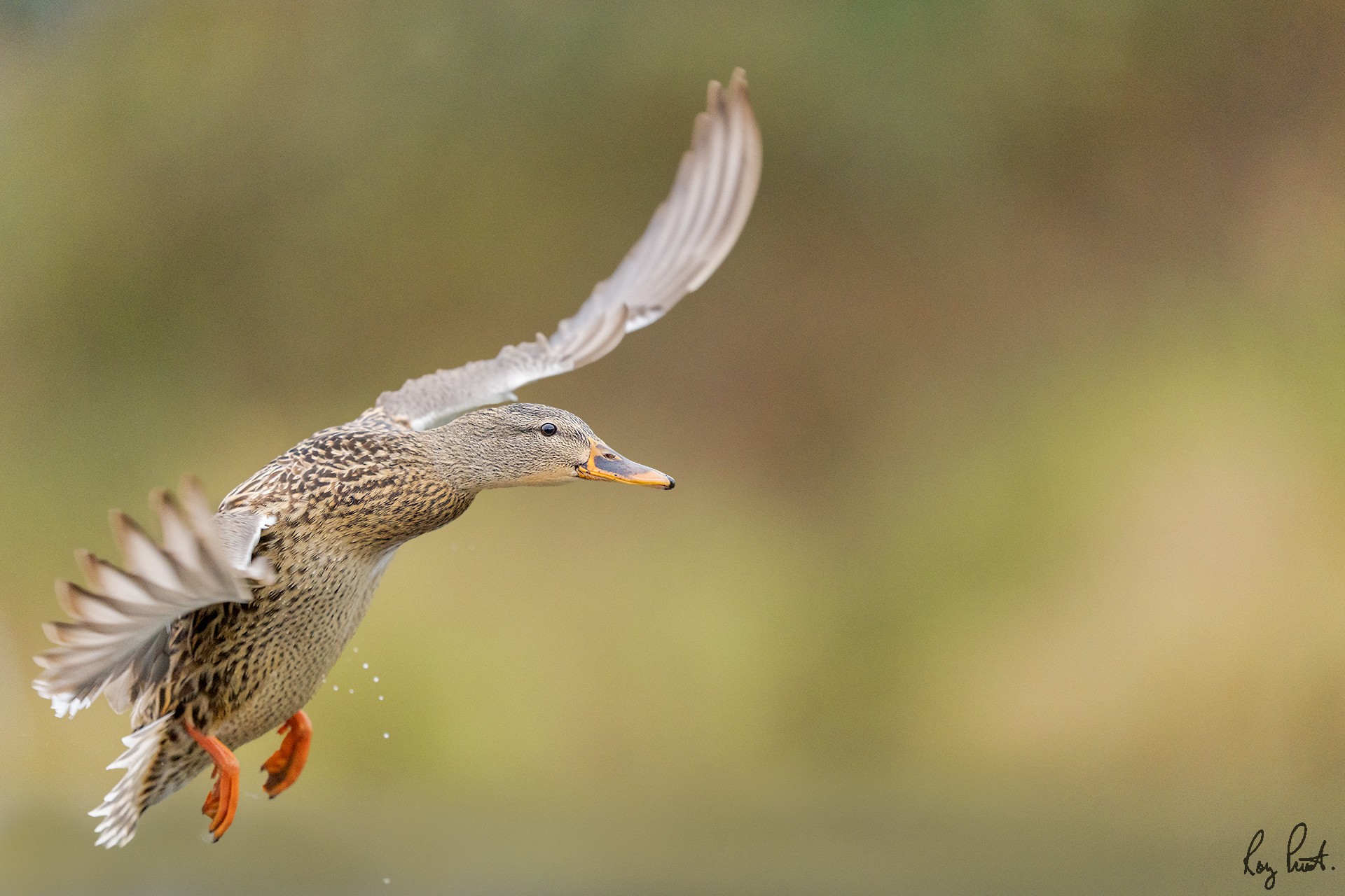 Mallard-21719.jpg