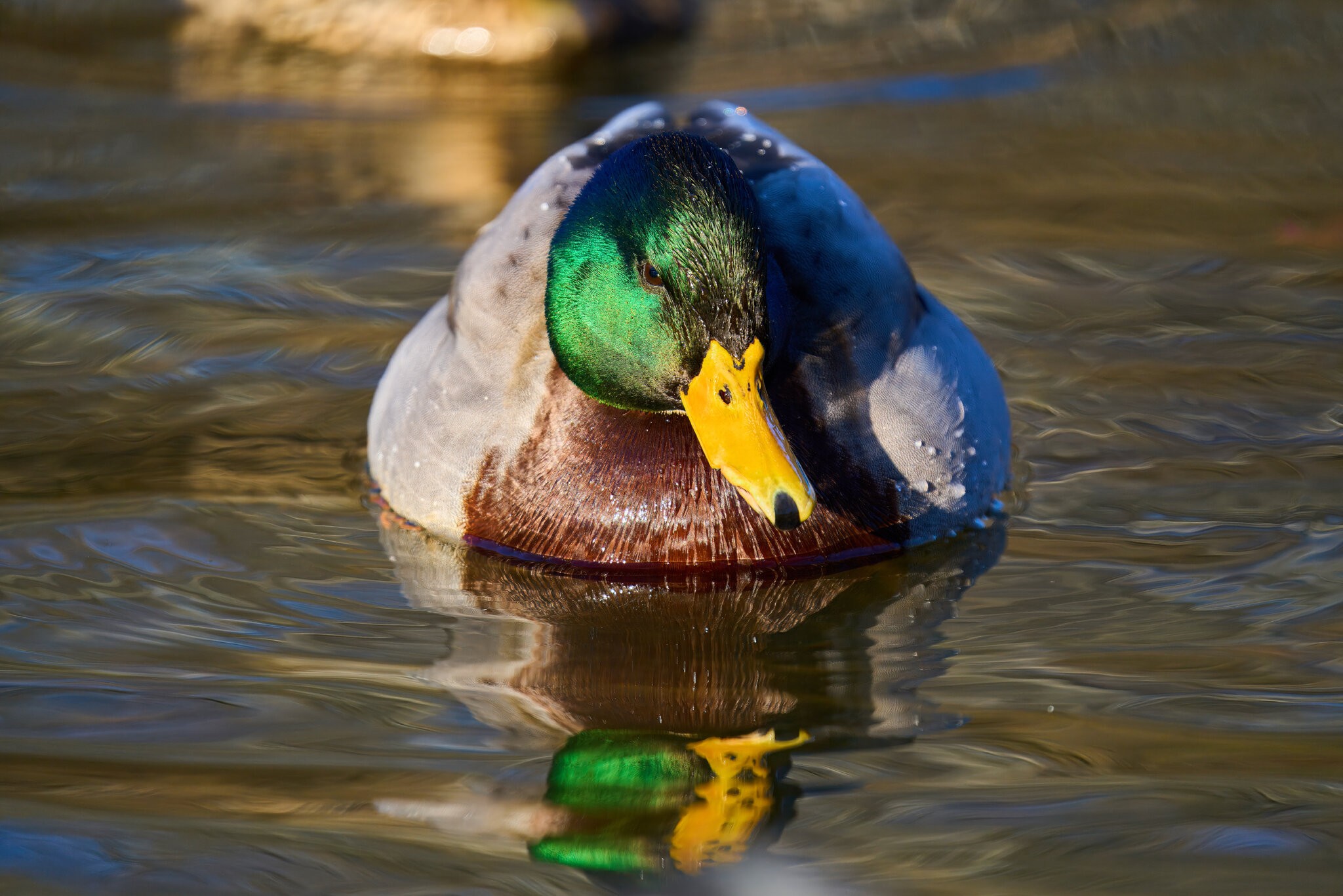 Mallard - Brandywine - 03022025 - 01 - rDN.jpg