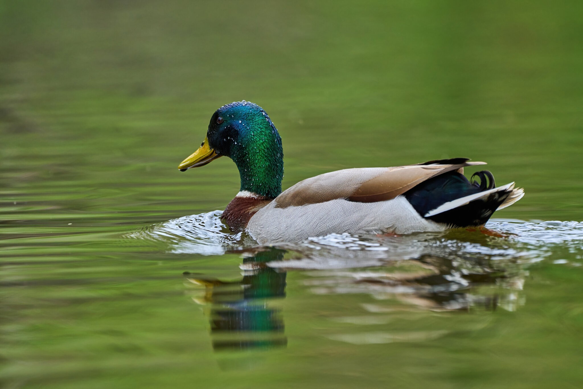 Mallard - Brandywine - 04152023 - 03-DN.jpg