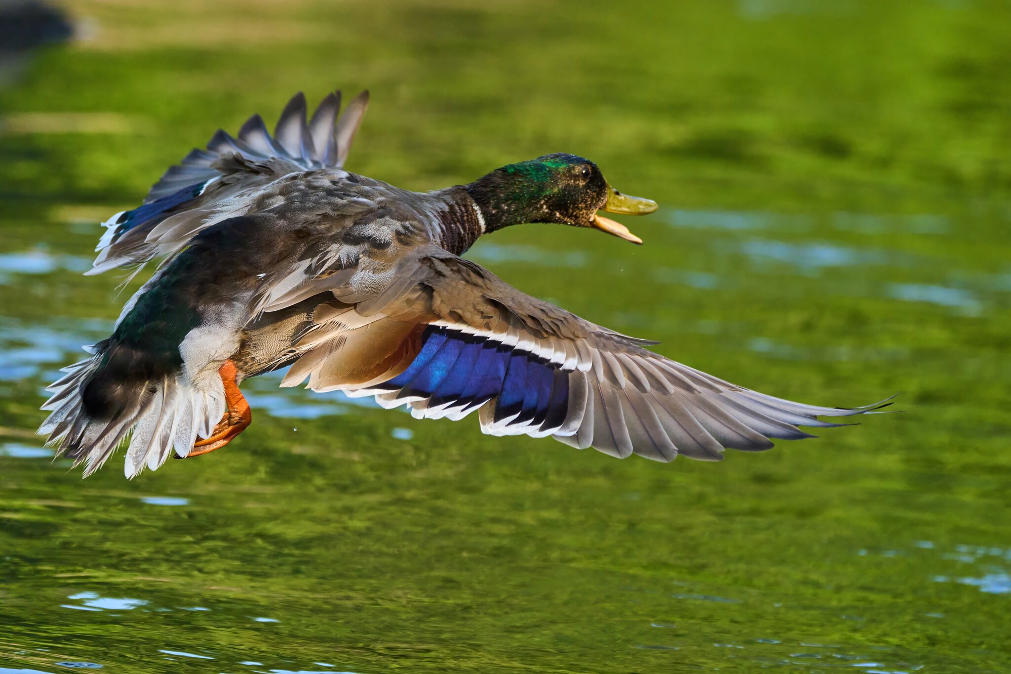 Mallard - Brandywine - 06182023 - 14- DN.jpg