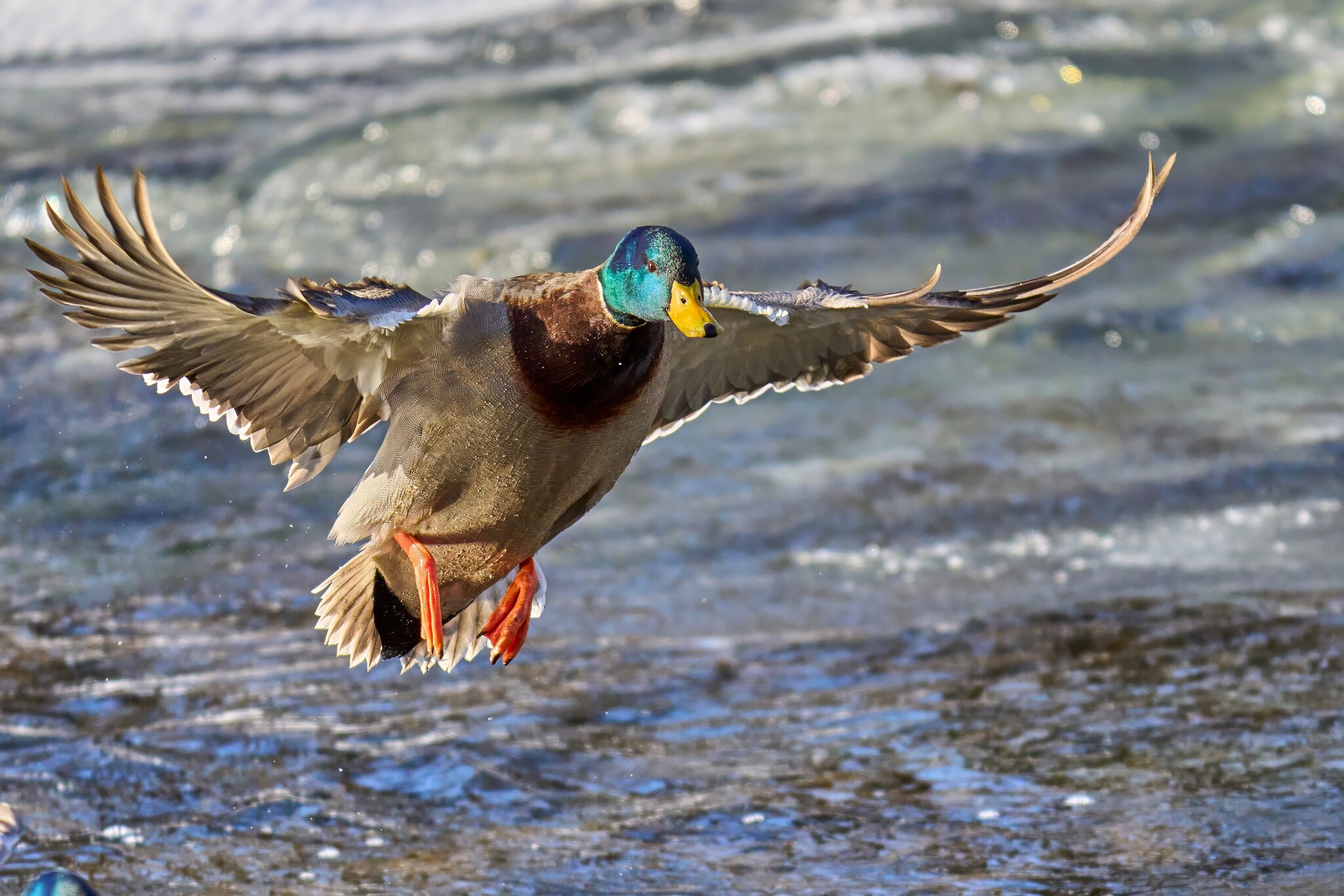 Mallard - Brandywine Park - 01202025 - 12 - DN.jpg