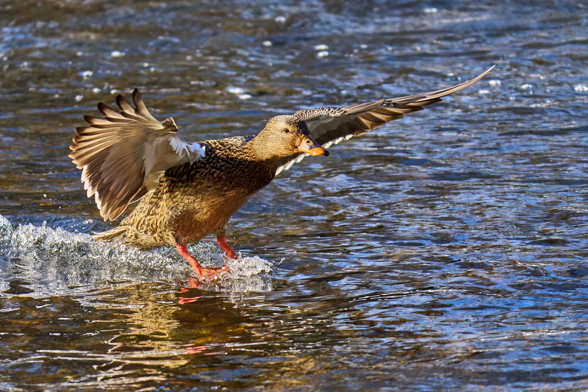 Mallard - Brandywine Park - 01202025 - 18 - DN.jpg