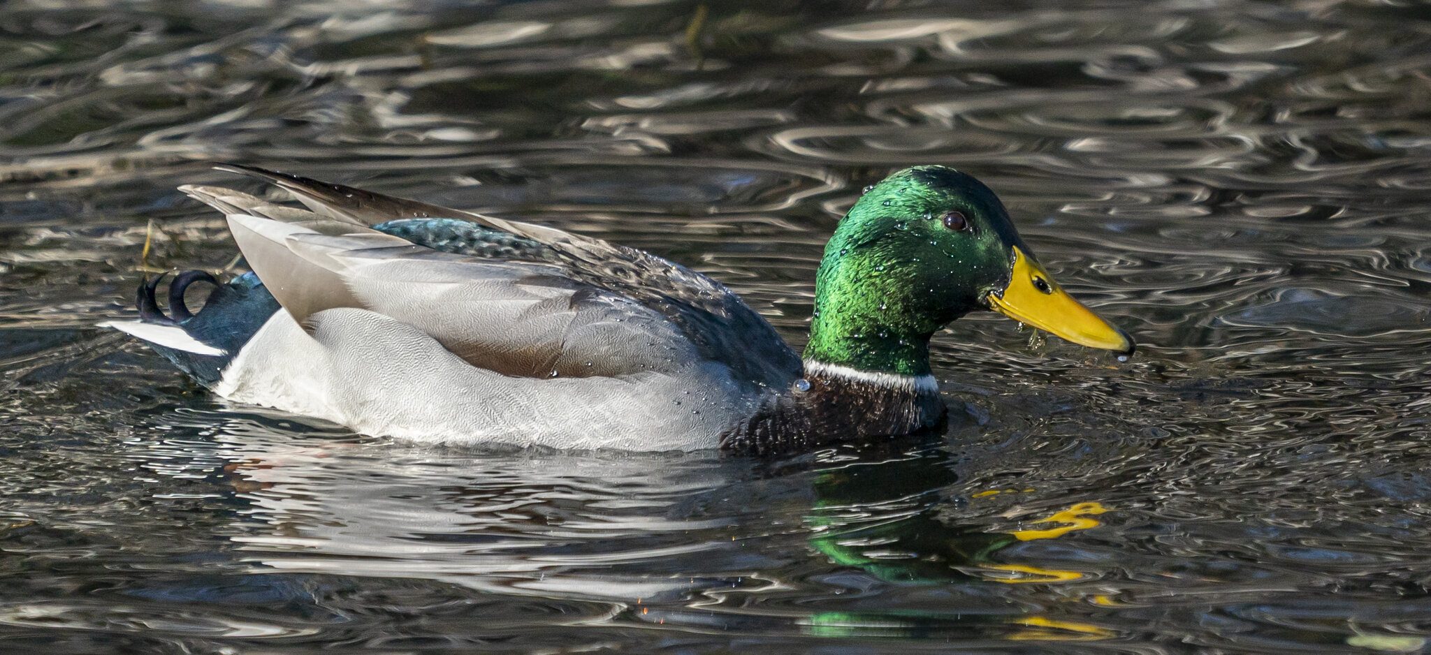 Mallard Duck Drake01.jpg