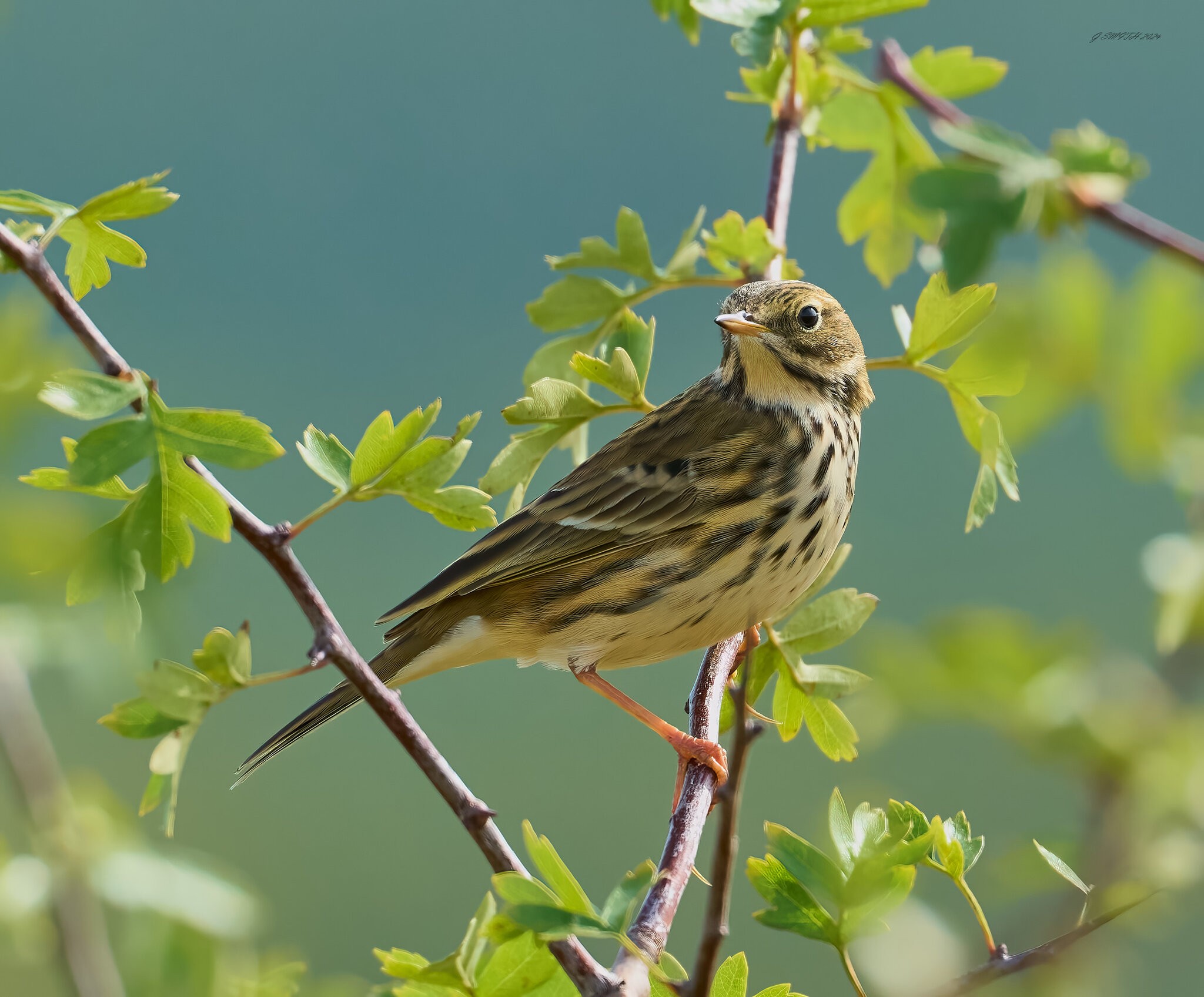 meadow pipit 2024 5.jpg