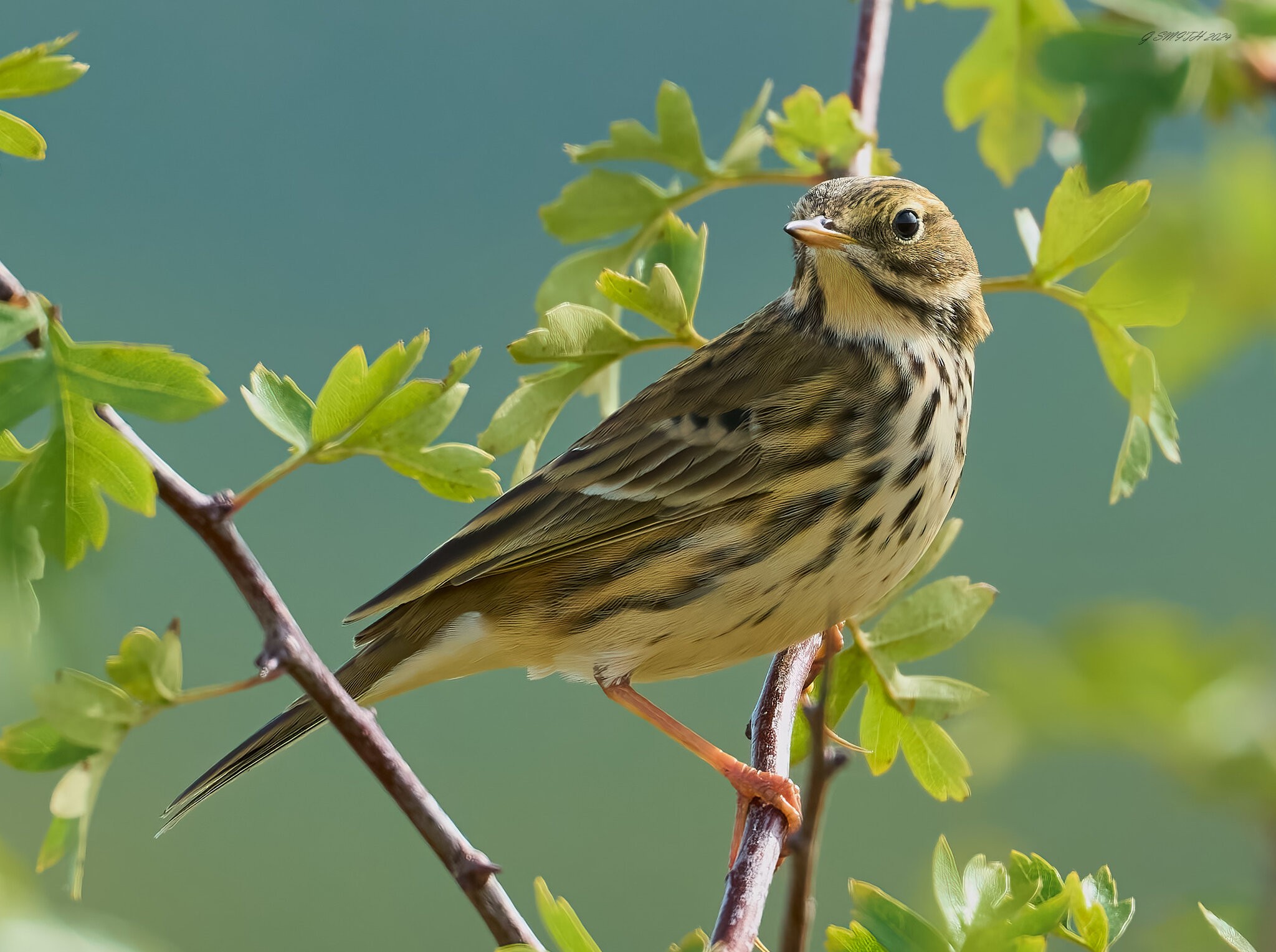 meadow pipit 2024 6.jpg