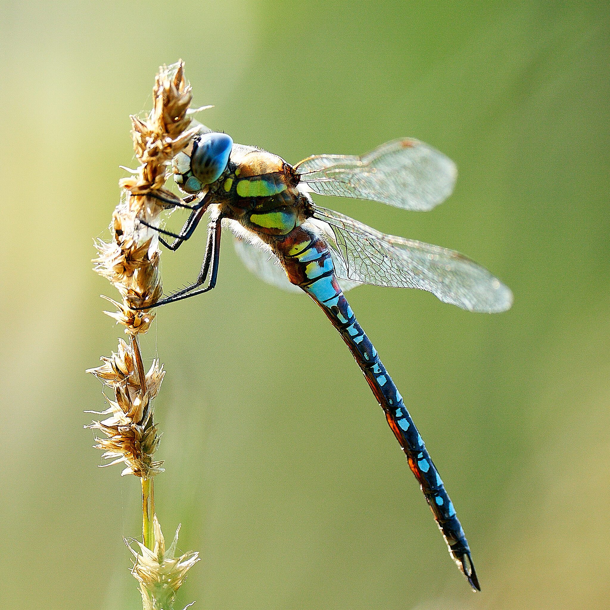 Migrant Hawker 4 2.jpg