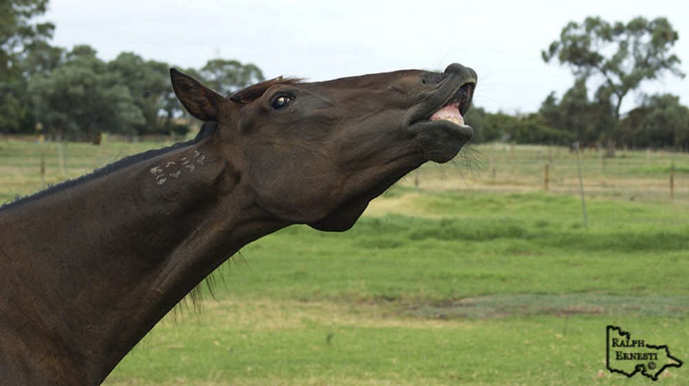 Mildura Horses (105).JPG