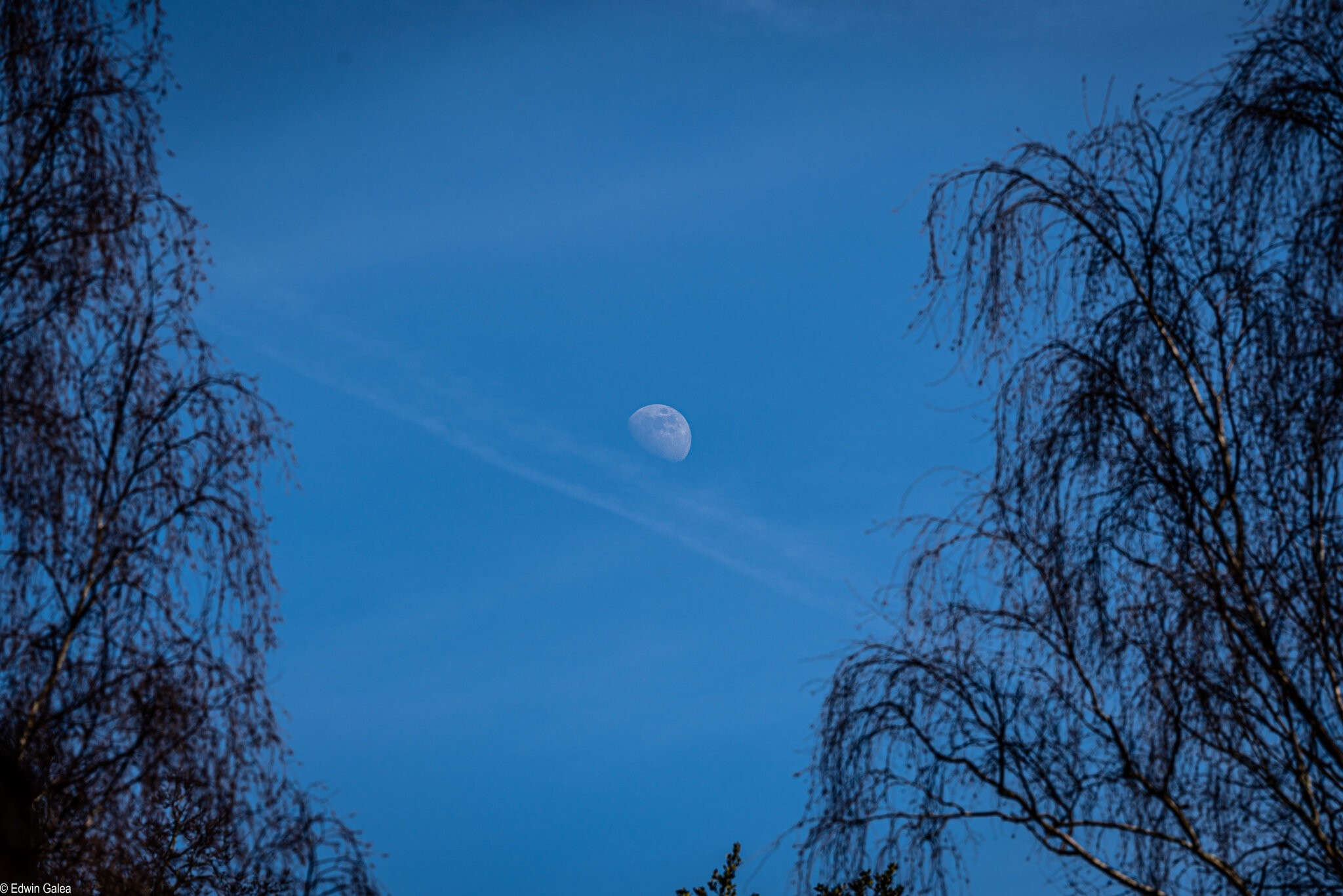 moon_oxleys_wood-2.jpg